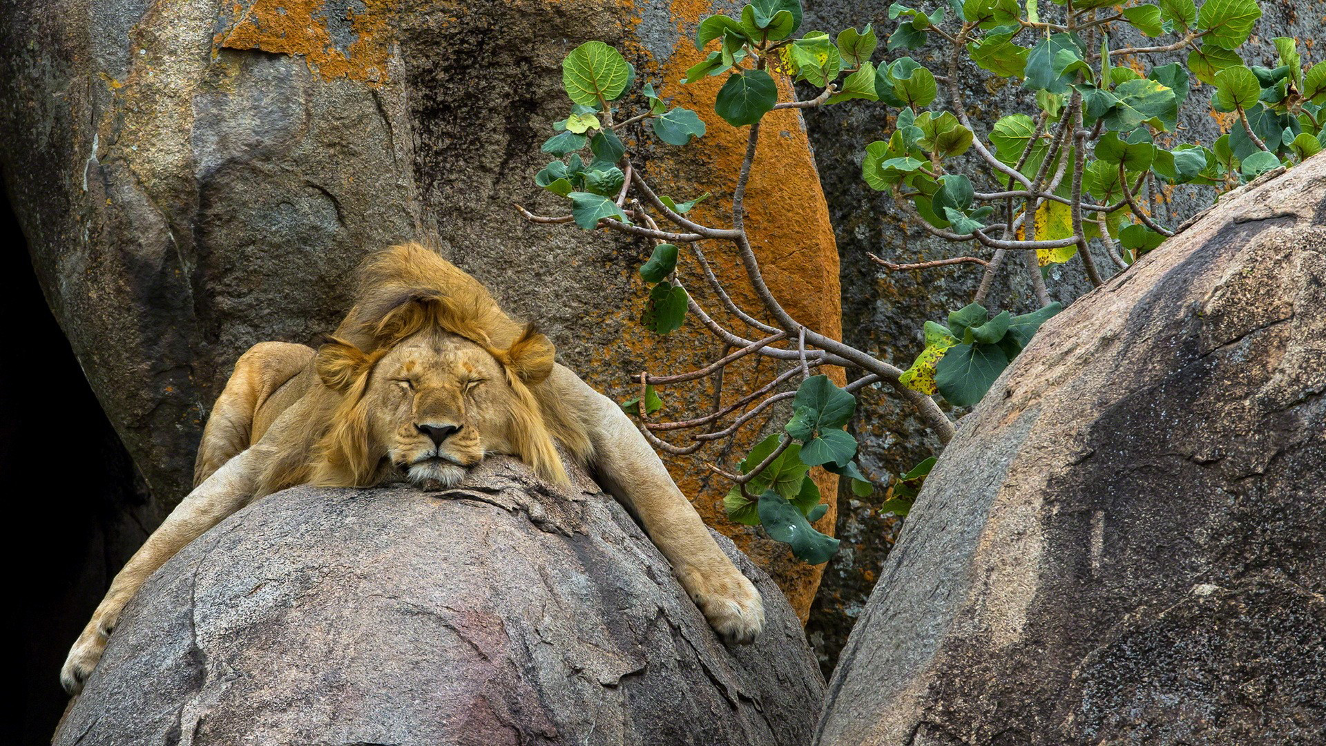 Lion Is Sleeping On Rock 2K Lion