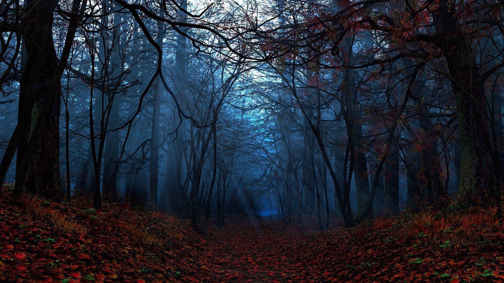 Fog Covered Trees Forest Dry Leaves On Ground 2K Nature