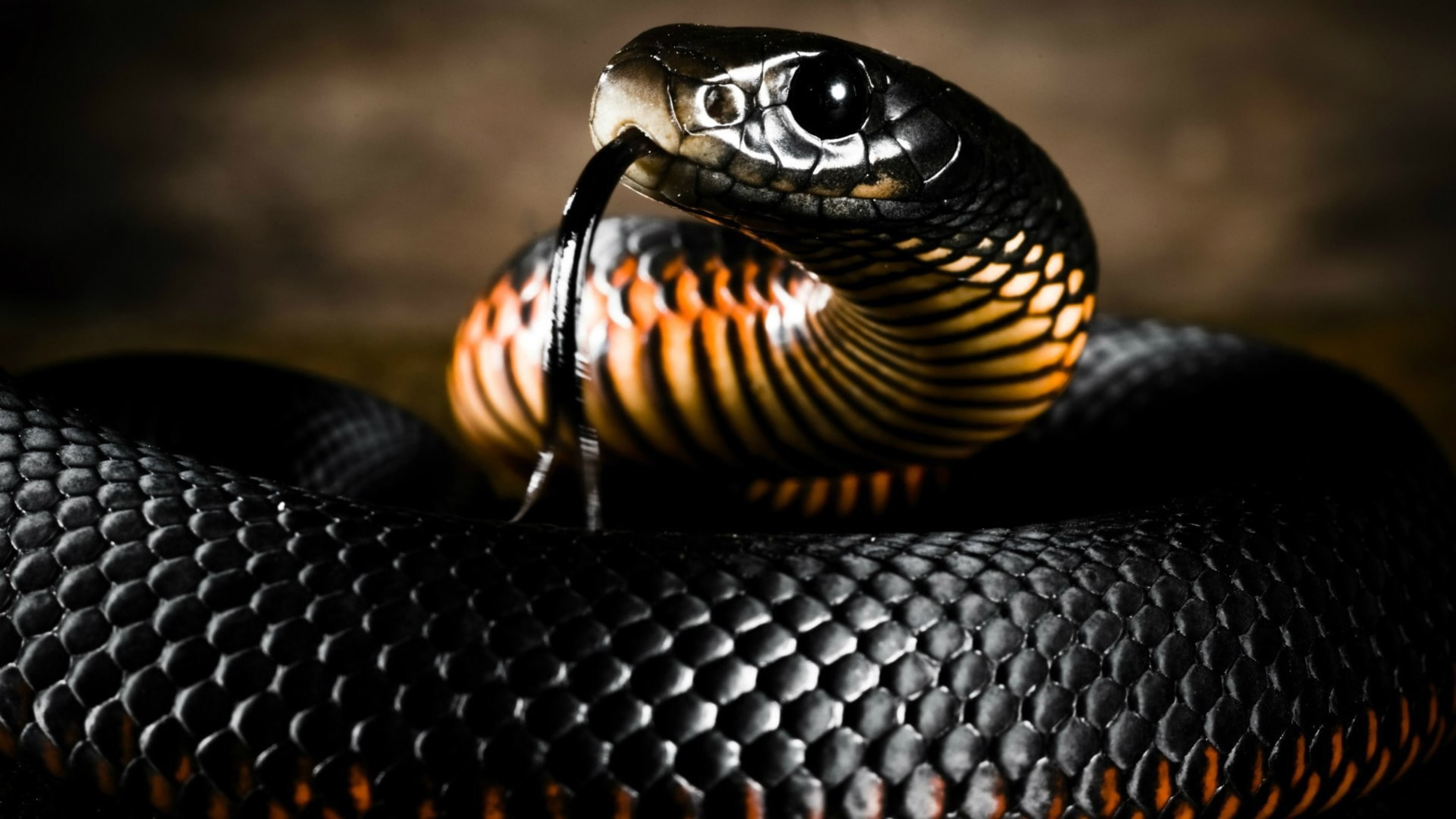 Black And Yellow Snake With Long Tongue K 2K Animals