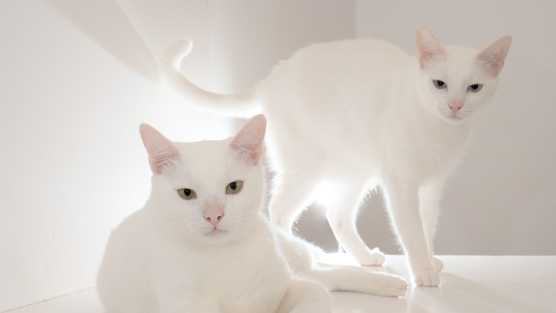 Two White Cats In White Wallpaper 2K Cats