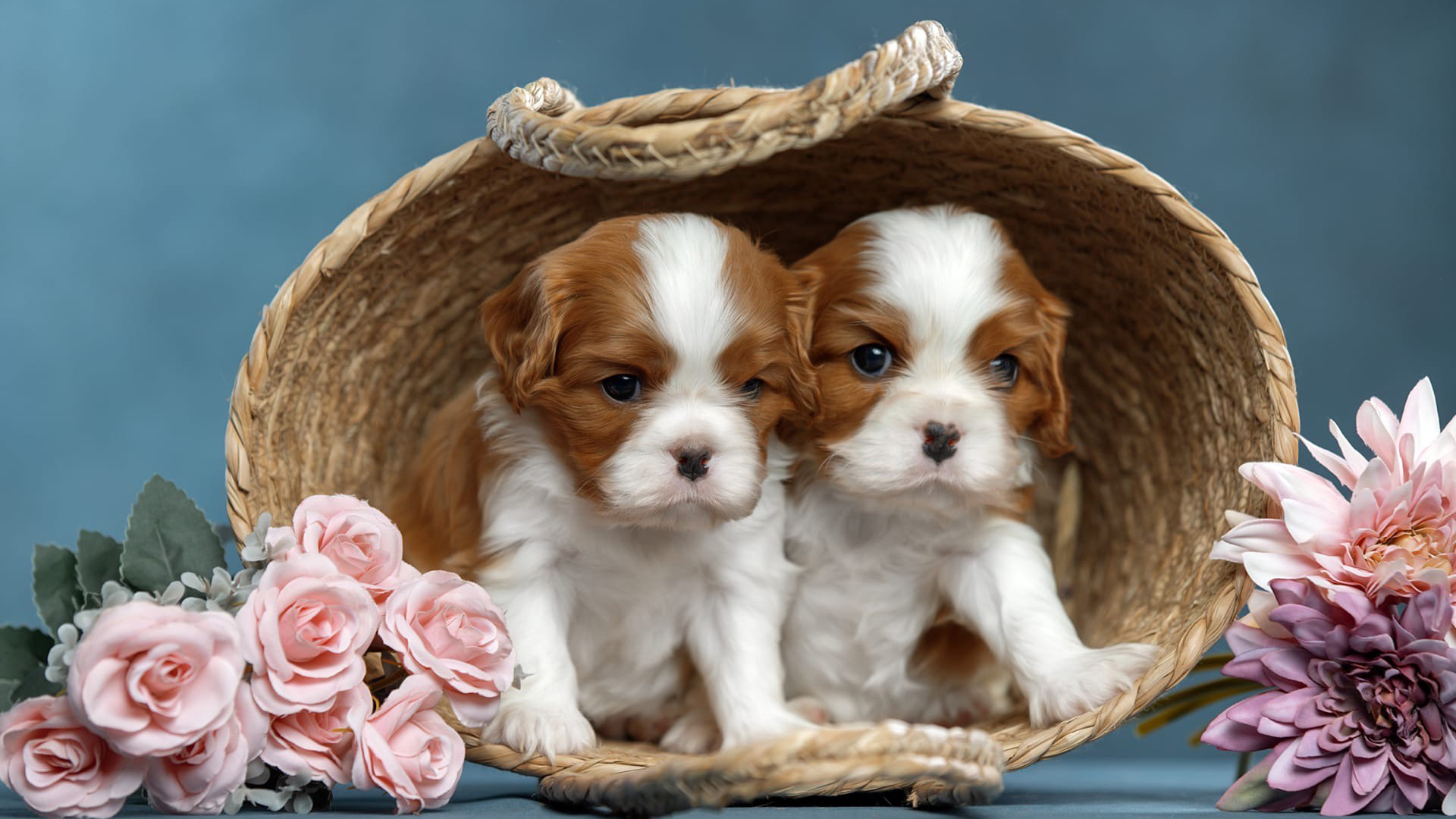 Two King Charles Spaniel Dogs Are Sitting Inside Bamboo Basket 2K Dog