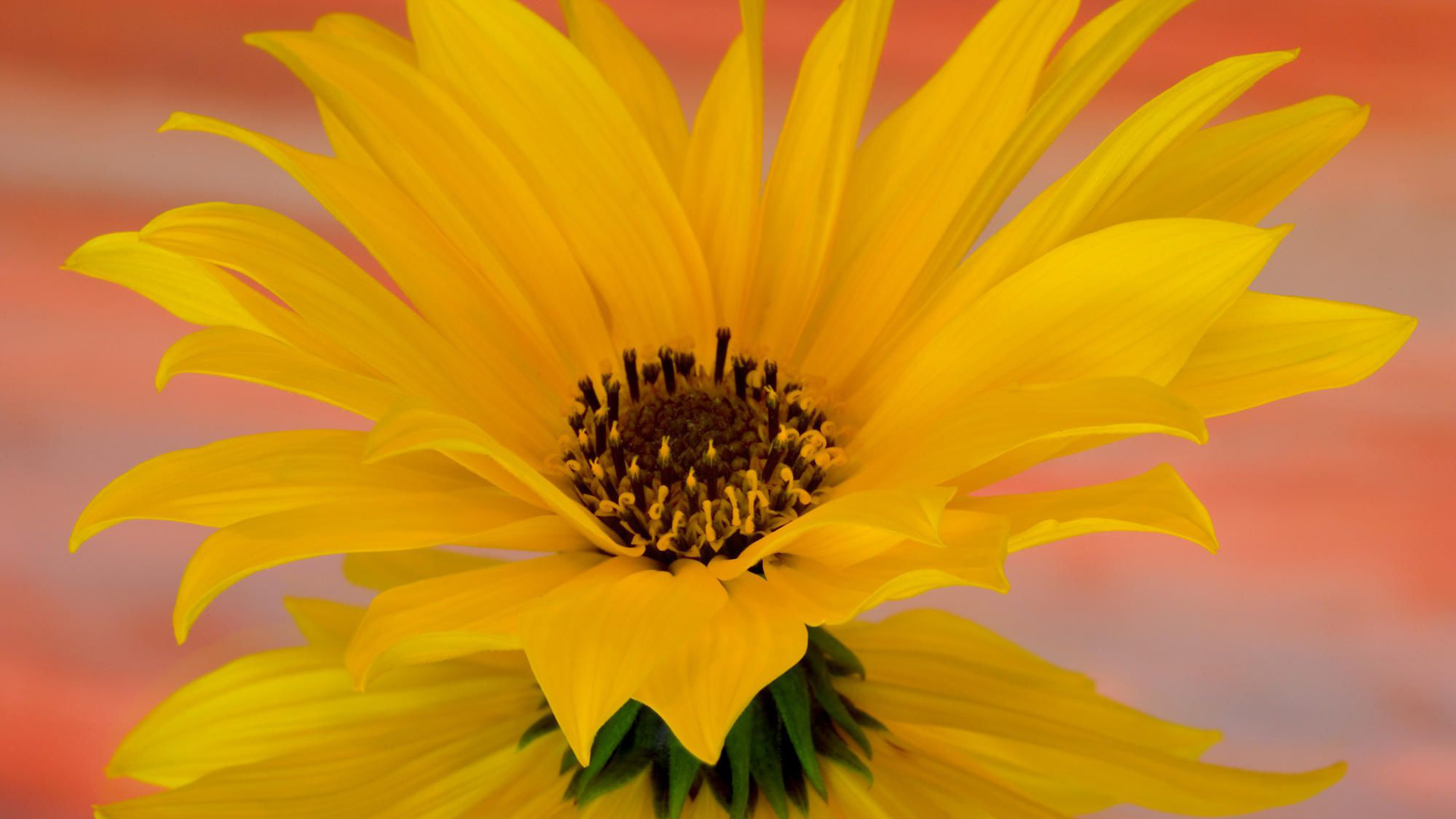 Beautiful Closeup View Of Yellow Flower Petals 2K Flowers