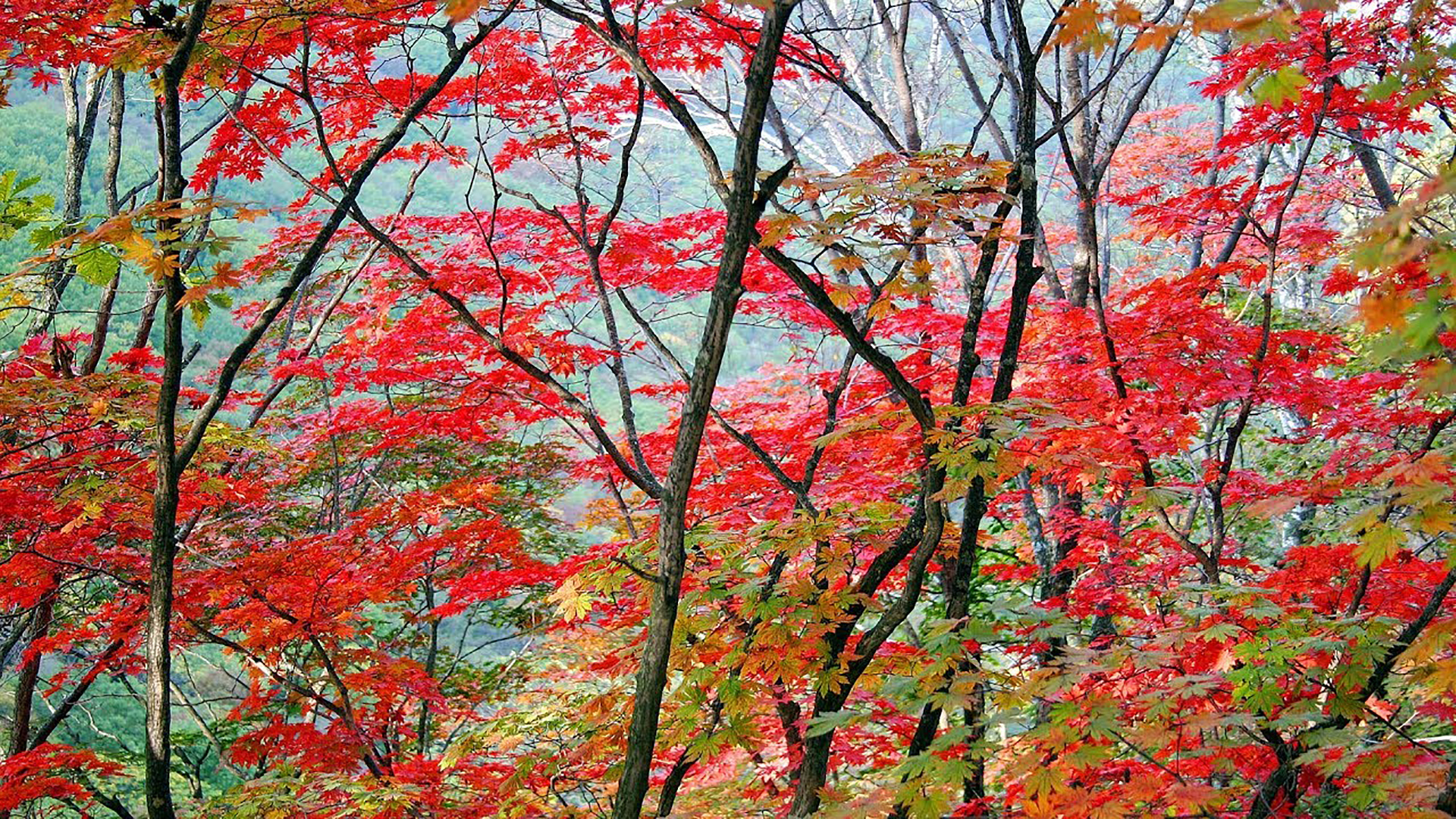 Colorful Leafed Trees In The Forest 2K Nature