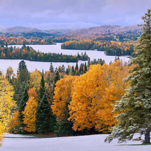 Green Yellow Autumn Leaves Trees Snow Field Forest 2K Nature