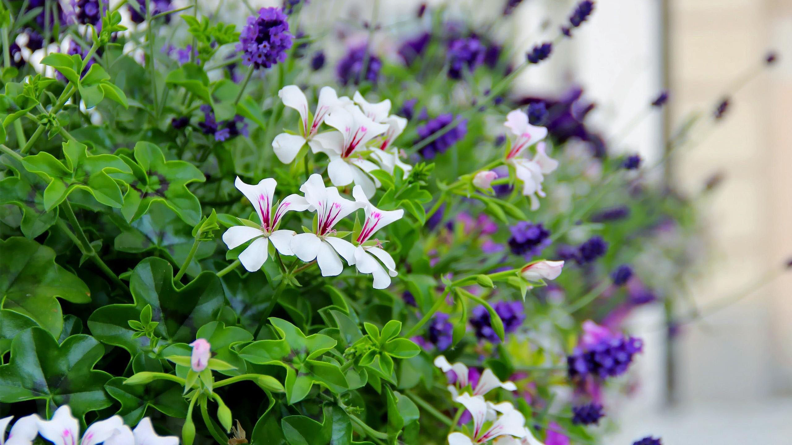 Closesup View Of White Flowers Green Leaves Buds Purple Flowers Blur Wallpaper 2K Flowers