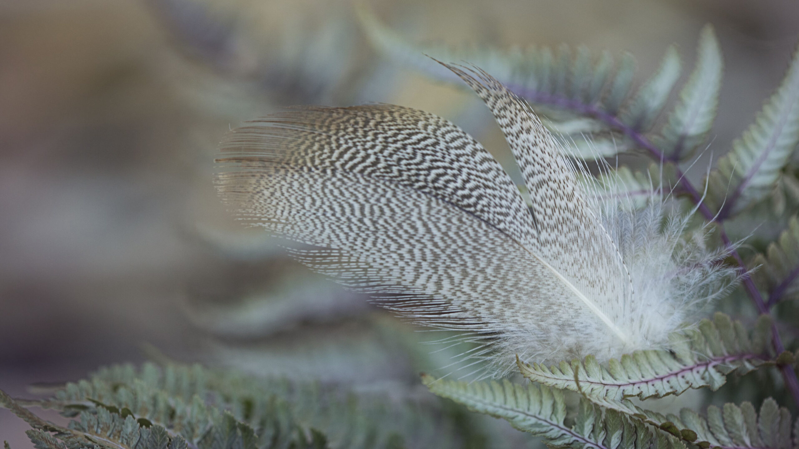 Beautiful Bird Feathers Leaves Blur Wallpaper K 2K Macro