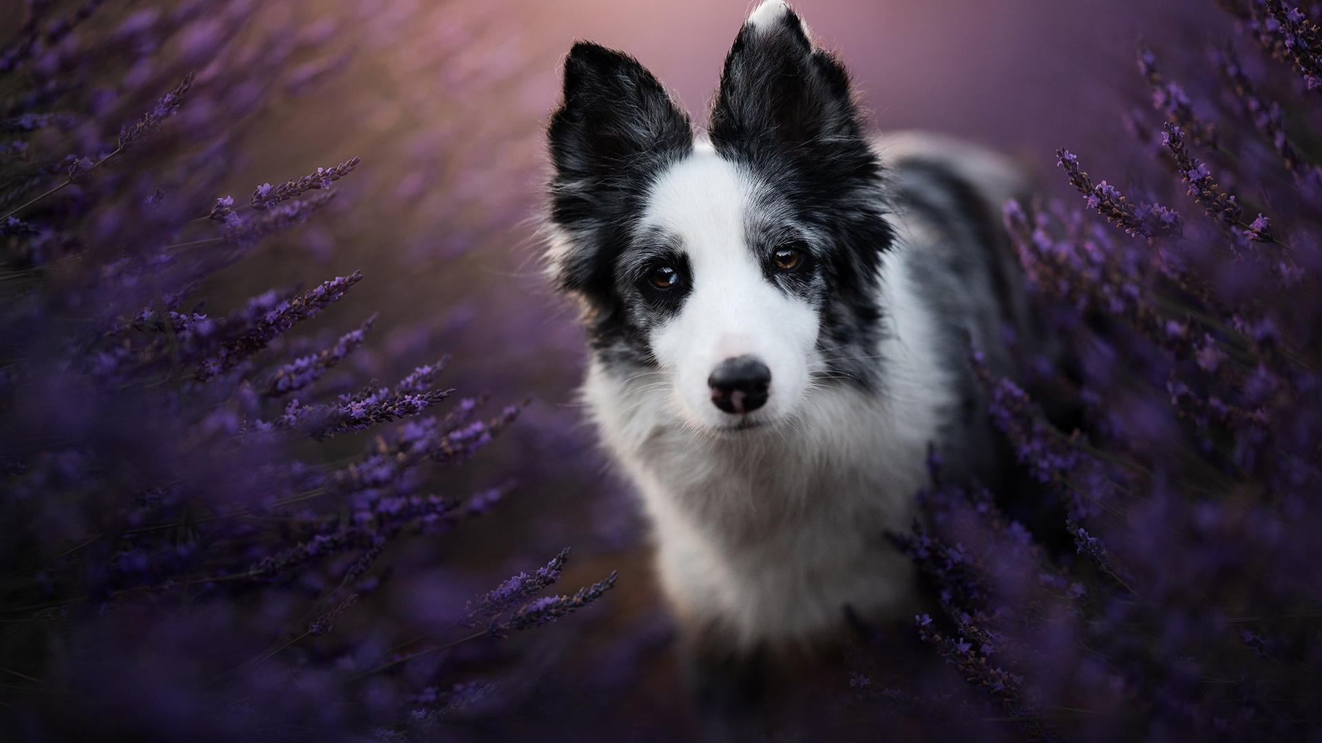 Border Collie Dog Is Standing In Purple Flowers Field 2K Dog