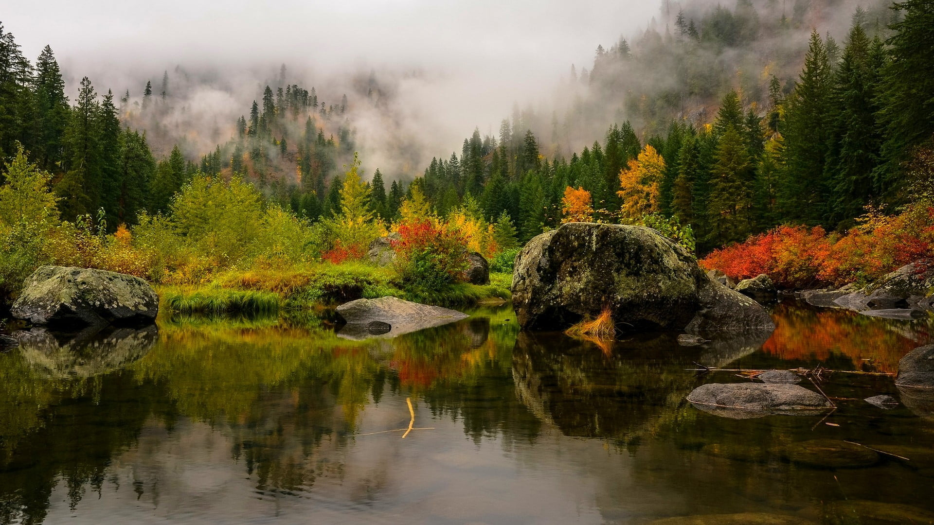 Fog Covered Autumn Leafed Trees Forest With Reflection On River 2K Nature