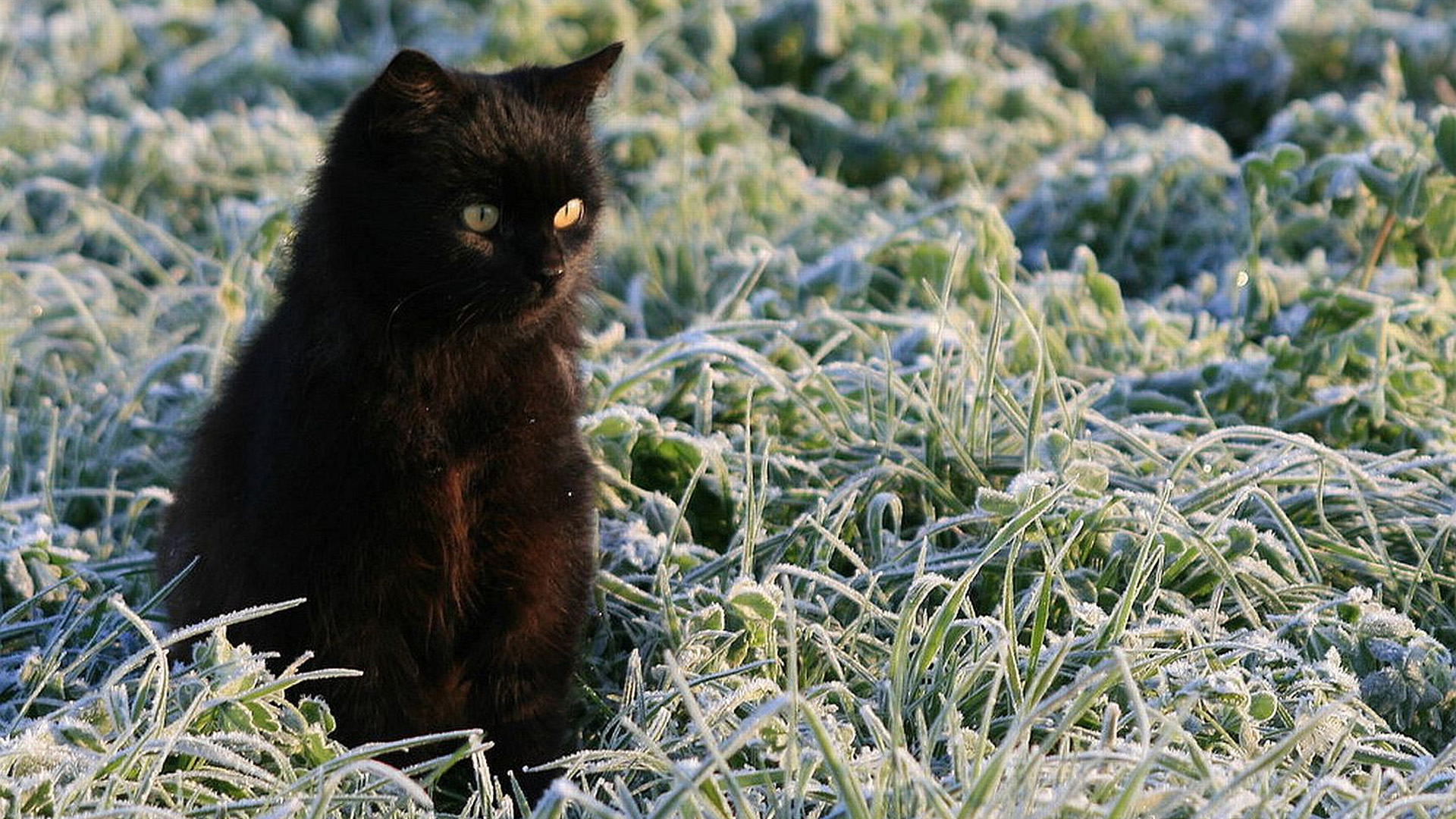 Yellow Eyes Dark Black Cat Kitten On Frozen Green Grass 2K Cute Cat