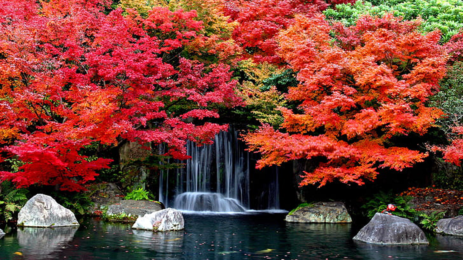 Beautiful Waterfalls Autumn Red Yellow Orange Green Leaves Trees Stones Pond 2K Autumn