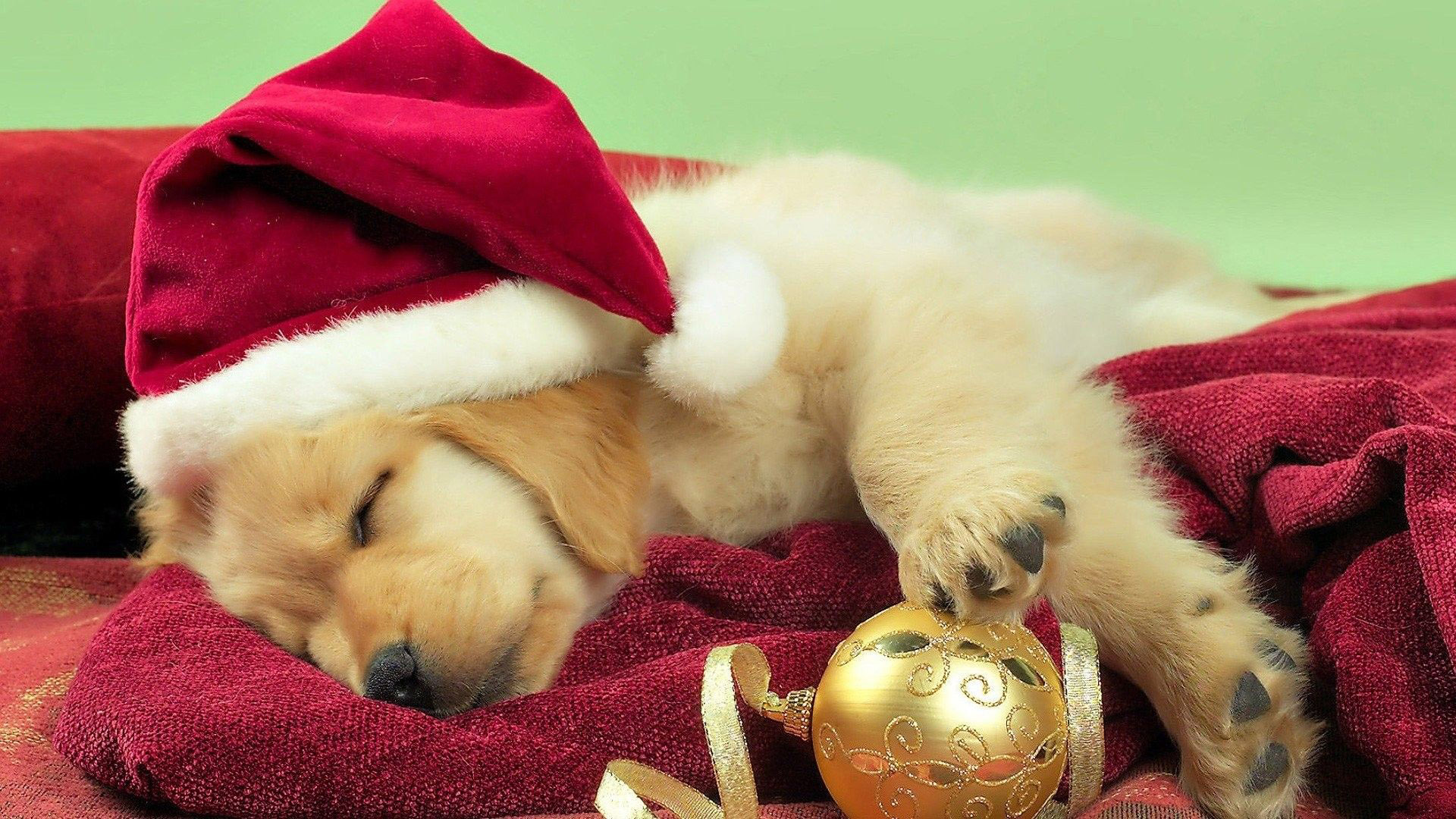 Dog With Santa Cap Is Sleeping On Red Carpet 2K Cute Christmas