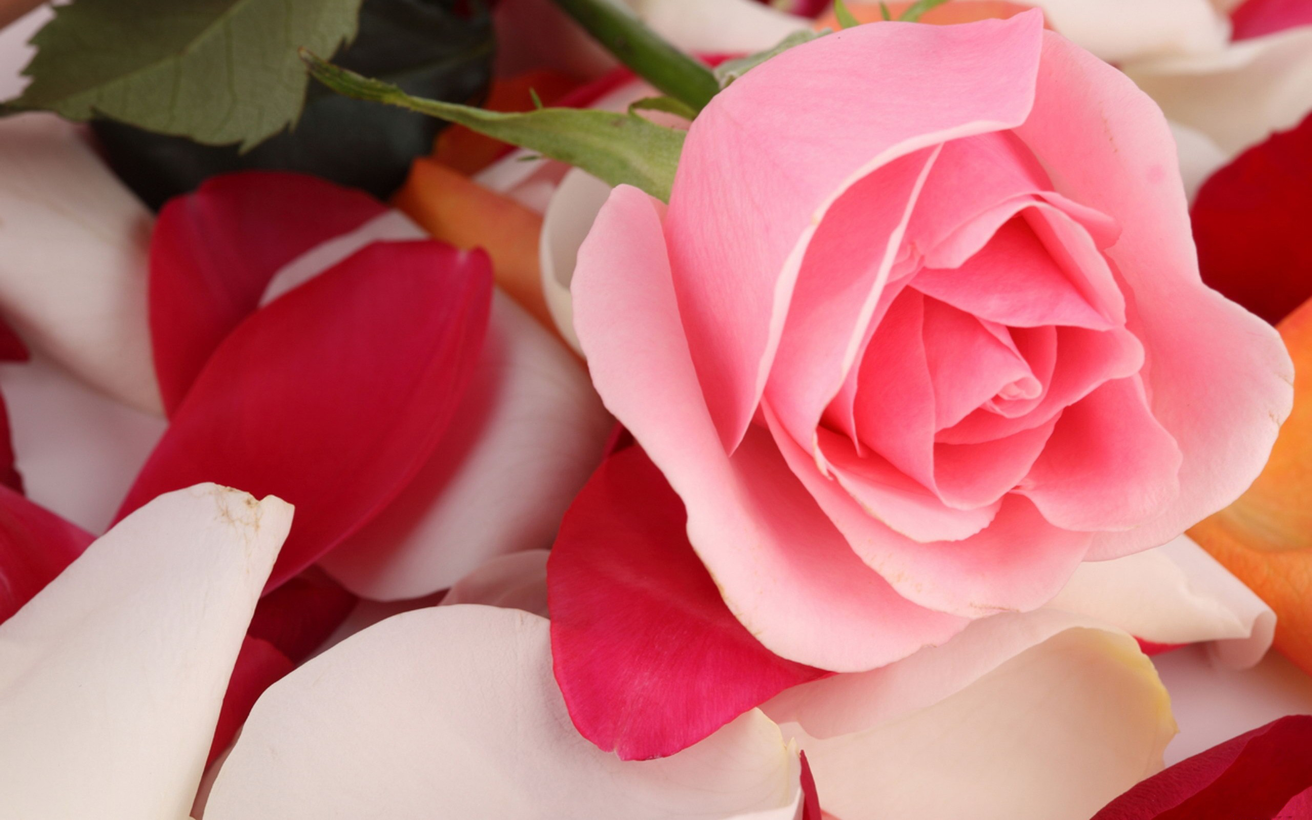 Pink Rose Beautiful