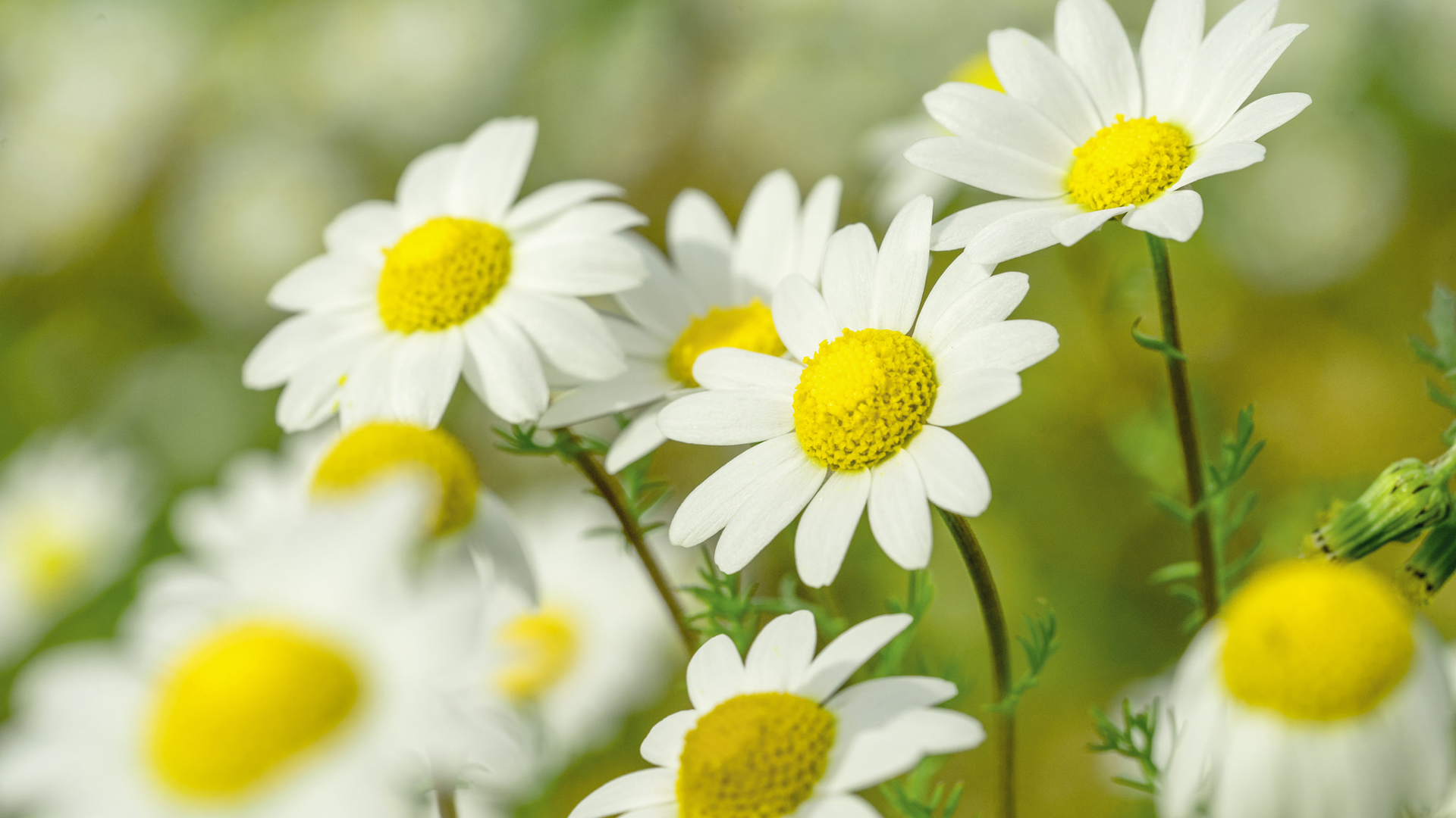 Beautiful White Daisy Flowers Blur Wallpaper 2K Flowers