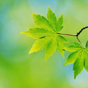 Green Leaves In Blur Green Wallpaper 2K Nature