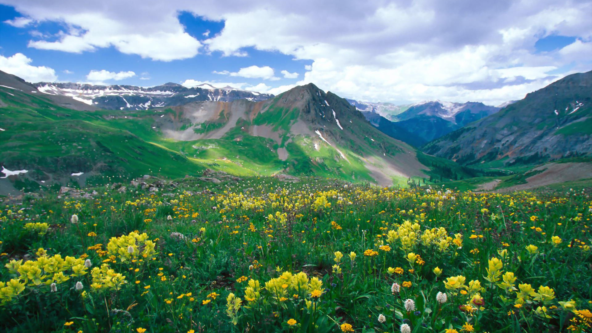 Closeup View Of Yellow Flowers Field And Landscape View Of Green Covered Mountais Under Blue White Cloudy Sky 2K Nature
