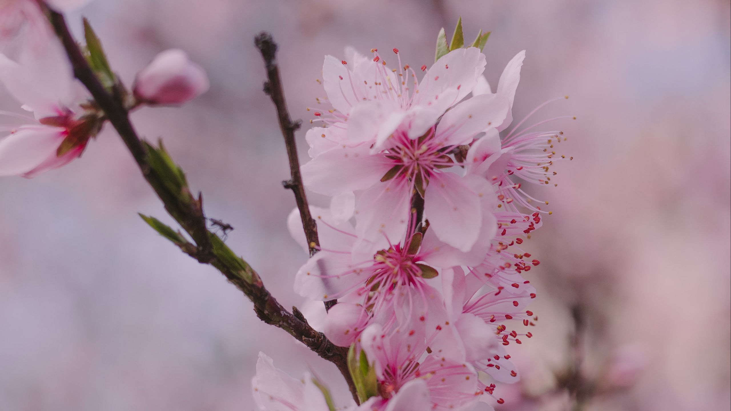 Pink Sakura Flowers Petals 2K Spring