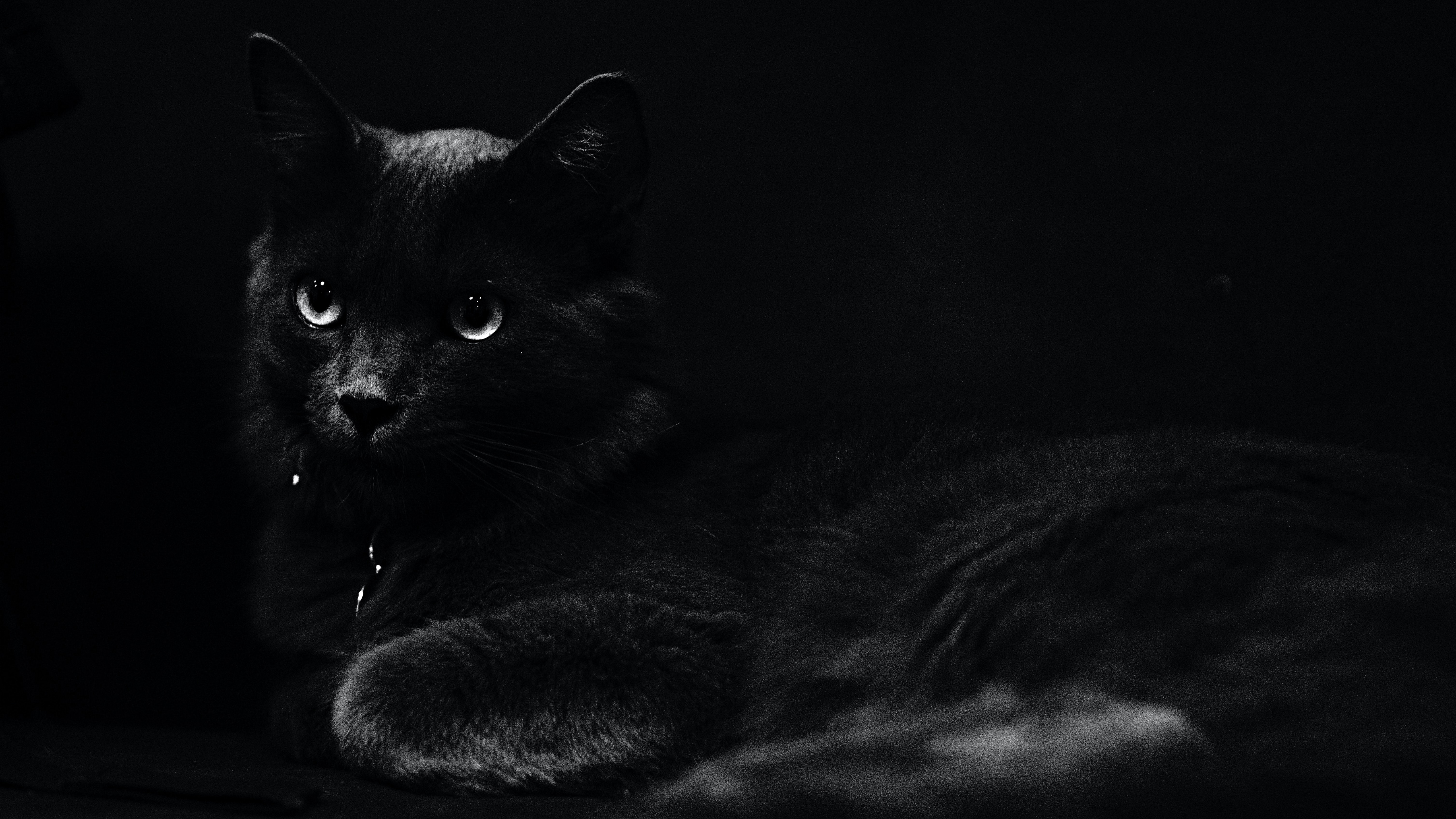 Dark Black Cat K K 2K