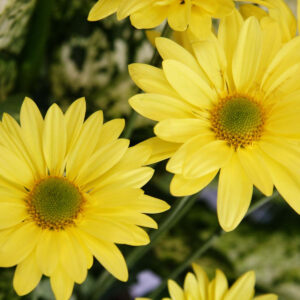 Yellow Color Flowers