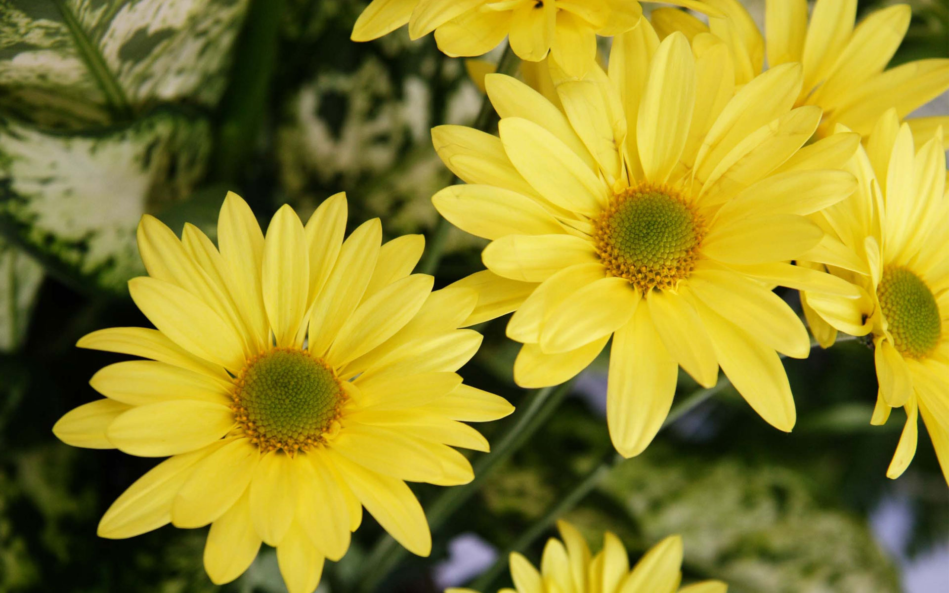 Yellow Color Flowers