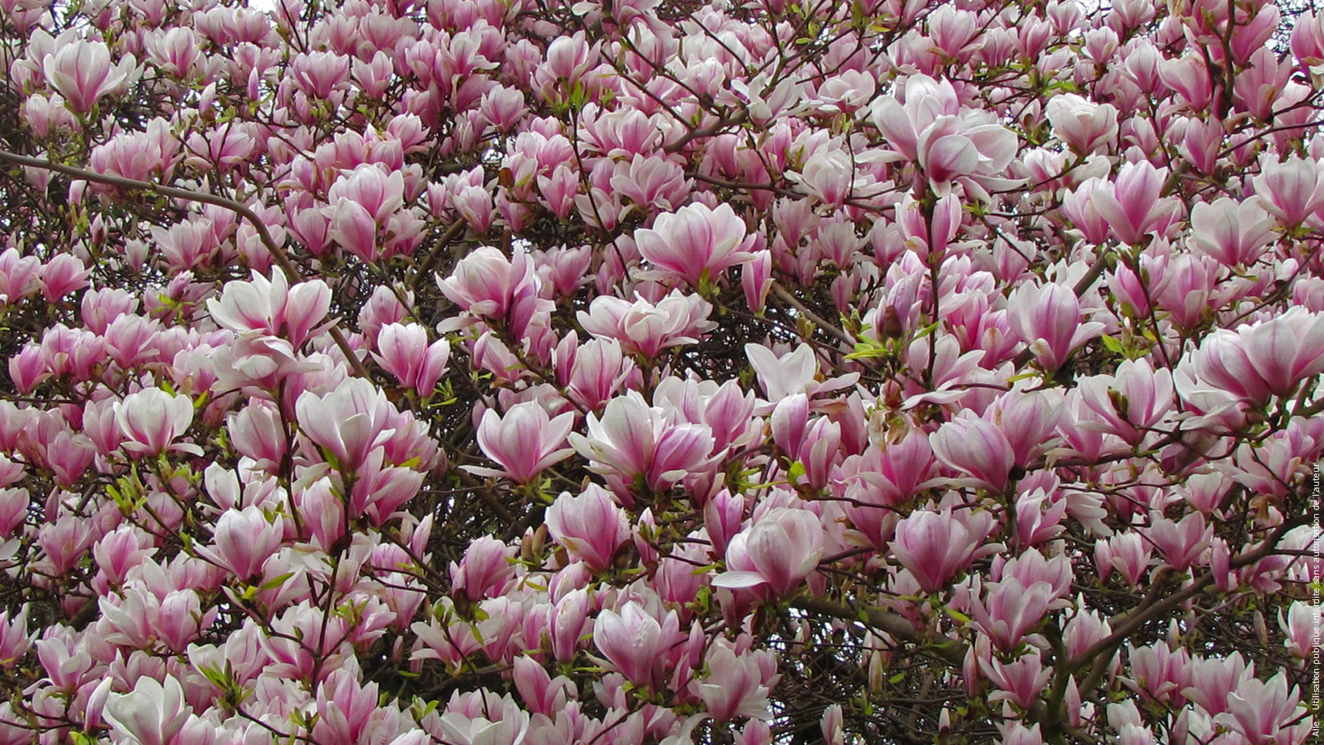Pink Blossom Magnolia Flowers During Spring Season 2K Magnolia