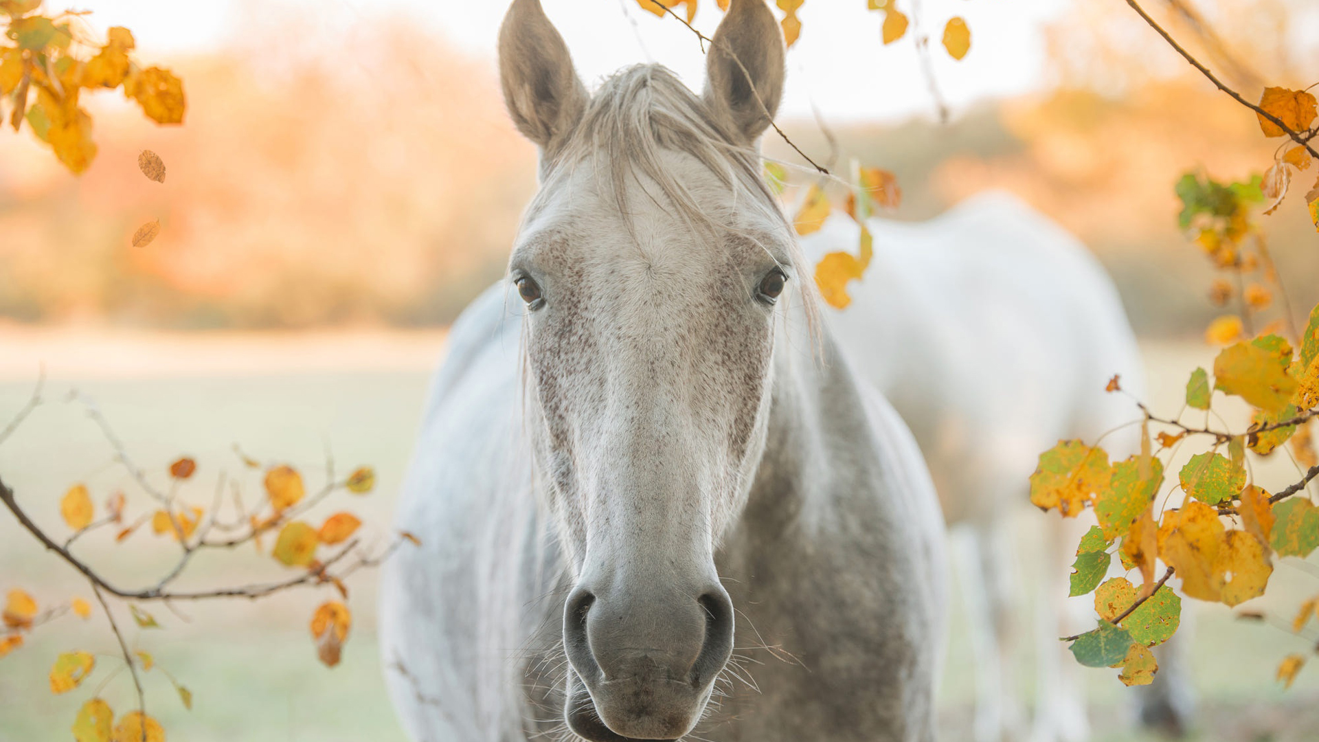 Closeup View Of White Horse 2K Horse