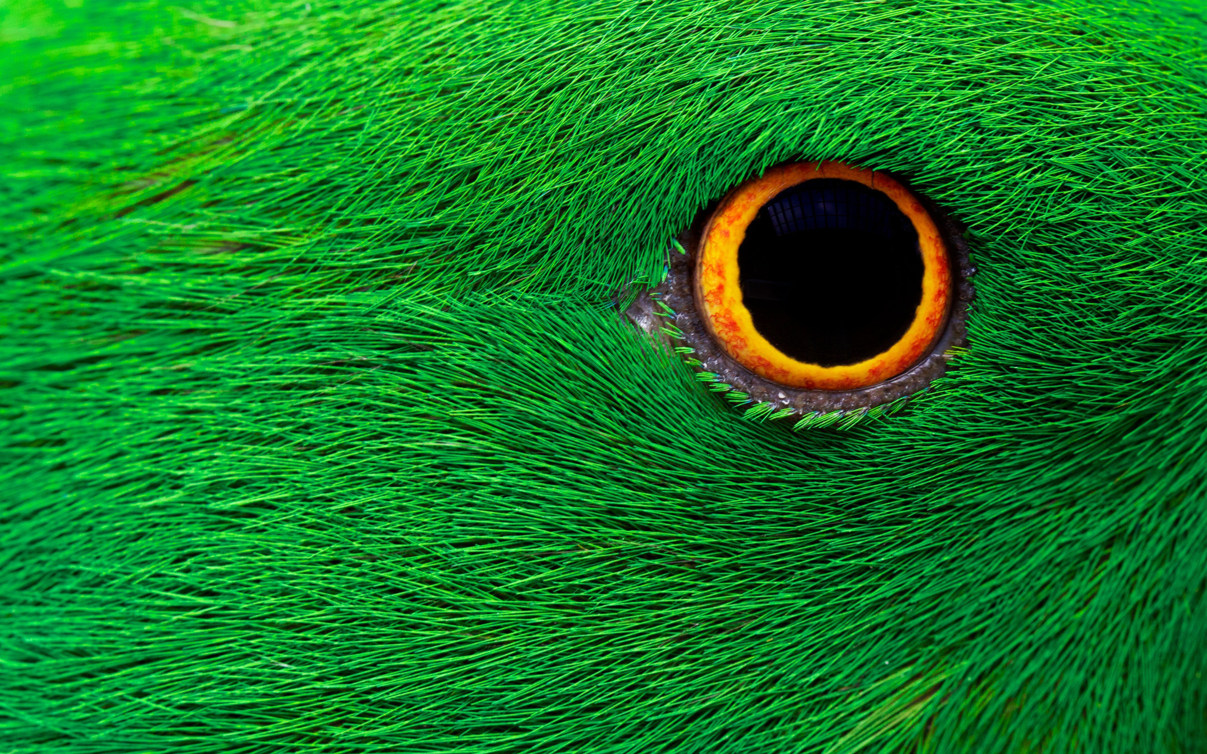 Parrot Eye 2K K