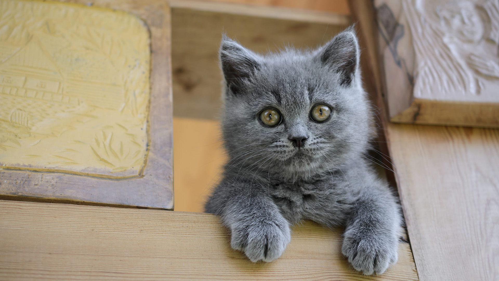 Gray Kitten Is Sitting On The Cupboard 2K Kitten