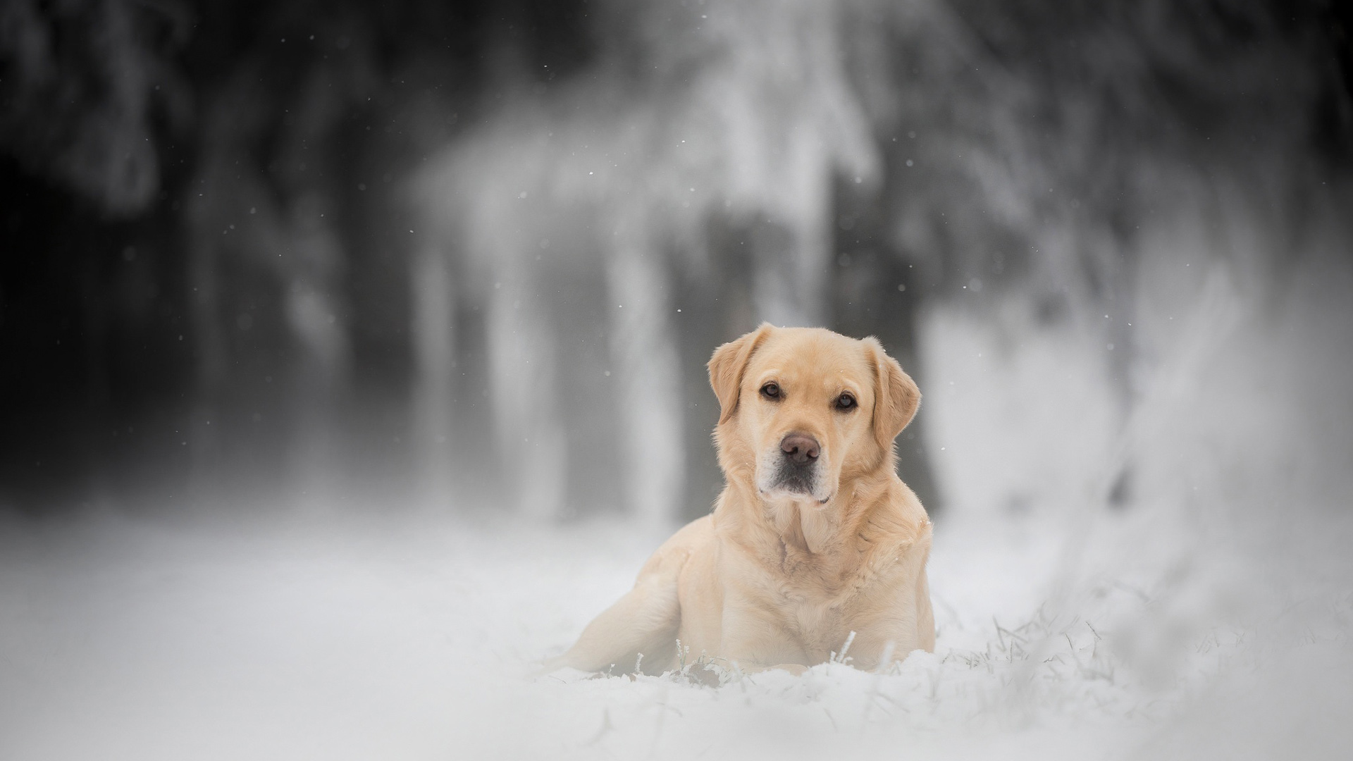 Labrador Retriever Pet Dog Is Sitting On Snow 2K Dog
