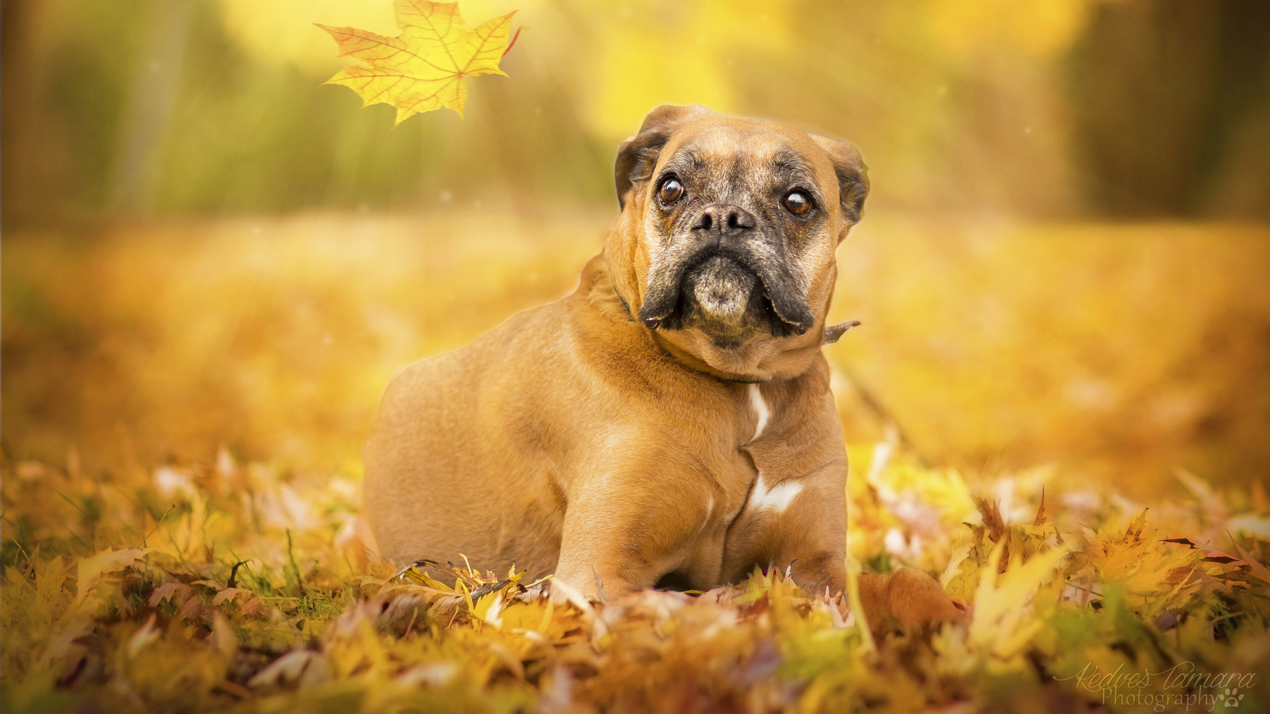 Brown Boxer Dog On Dry Green Leaves In Blur Yellow Wallpaper 2K Dog