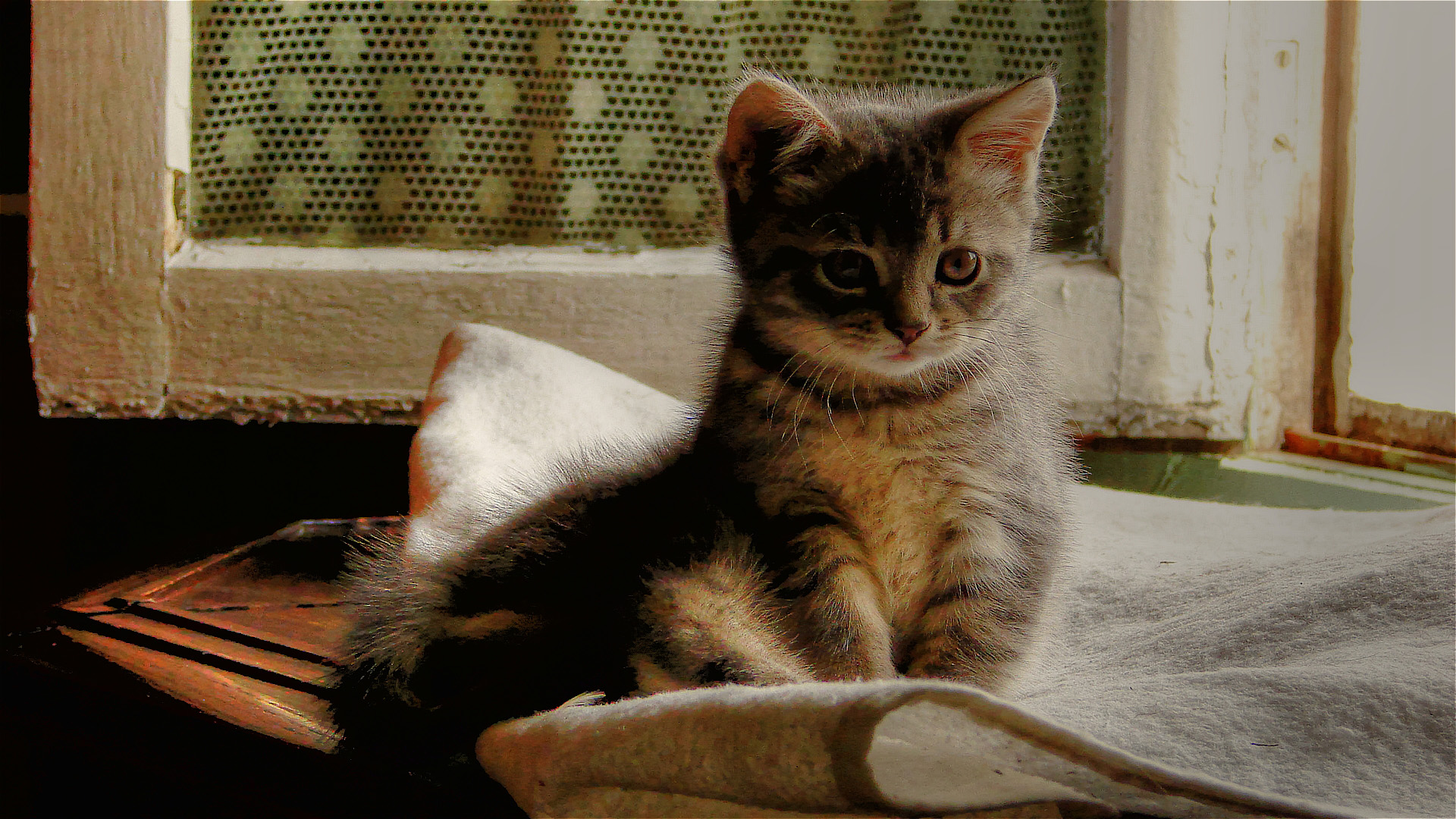 Brown Black Cat Kitten Is Sitting On White Towel In Window Wallpaper 2K Kitten