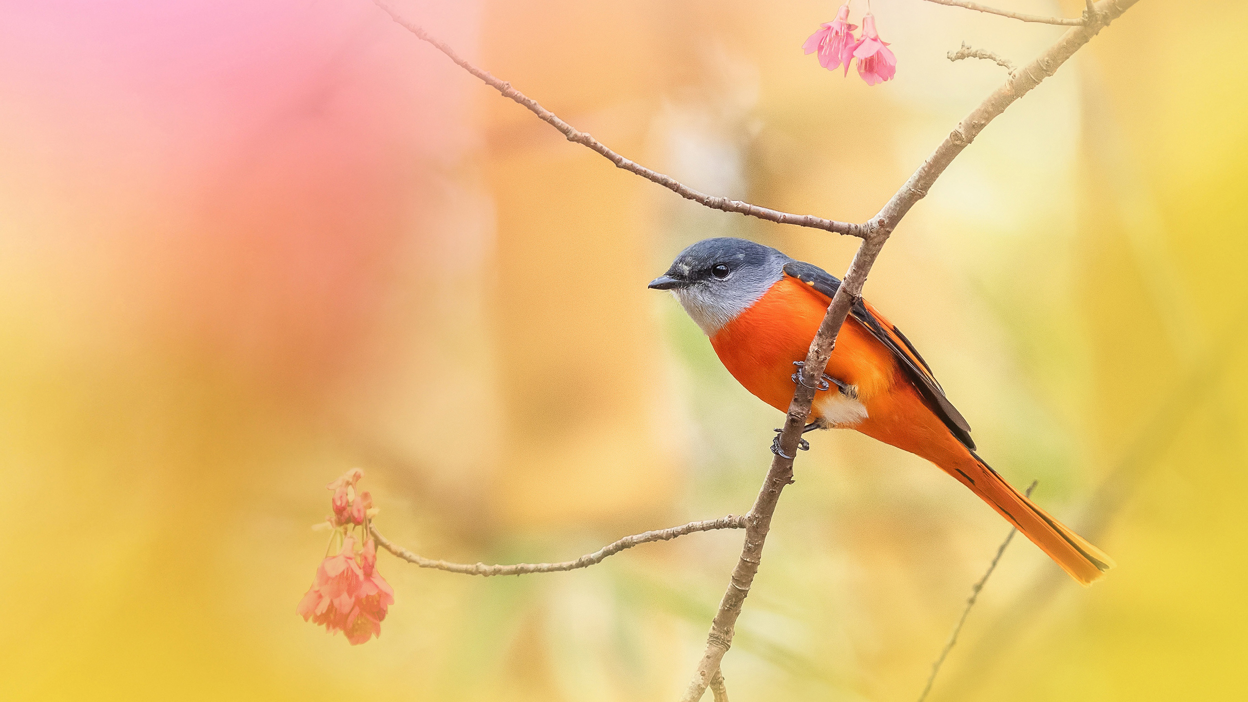Orange Black Bird Is Resting On Tree Stalk In Blur Yellow Wallpaper 2K Birds