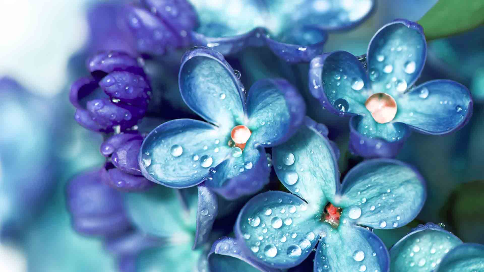 Closeup View Of Violet Flowers With Water Drops 2K Beautiful