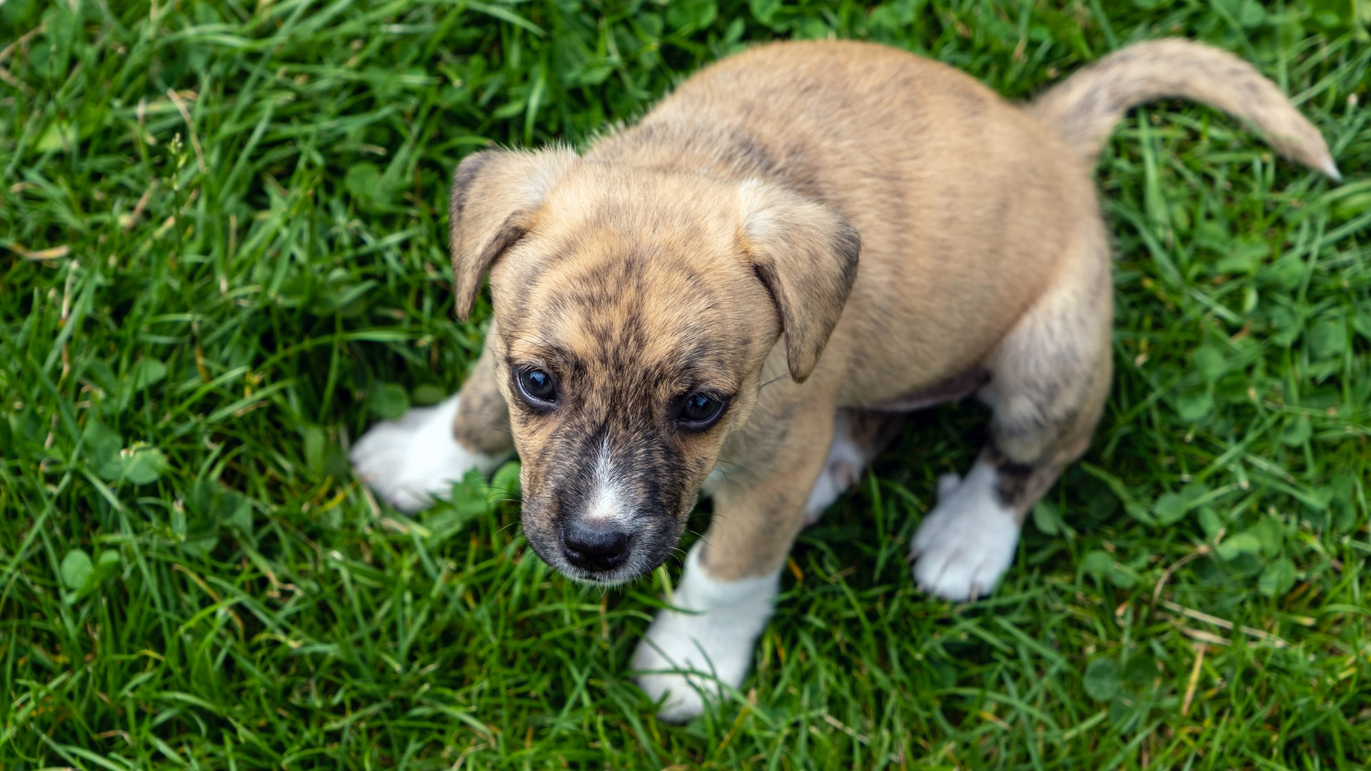 White And Brown Short Coated Small Puppy On Green Grass Field During Daytime 2K Animals