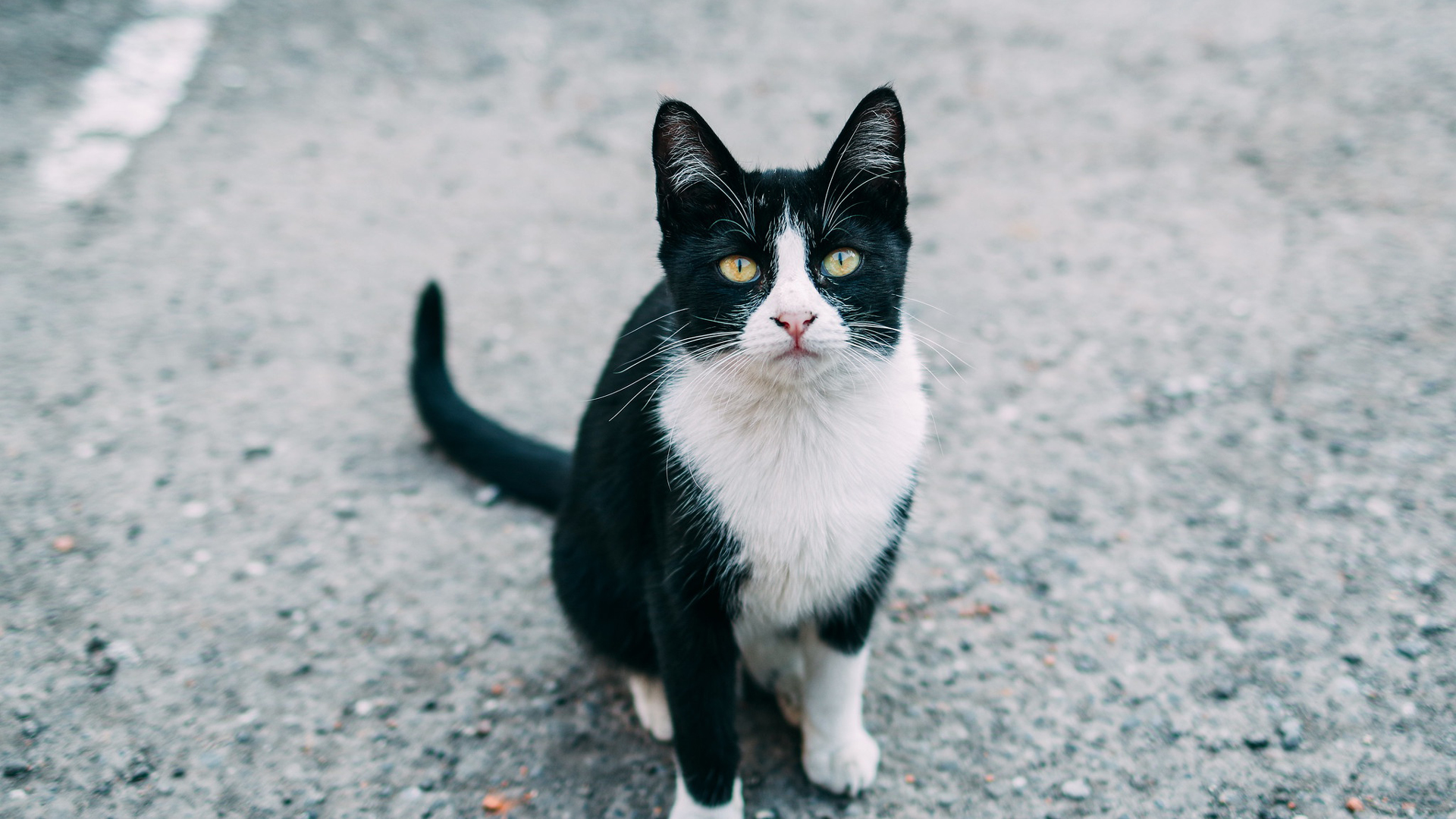 White Black Cat Is Sitting On Road With Stare Look 2K Cat