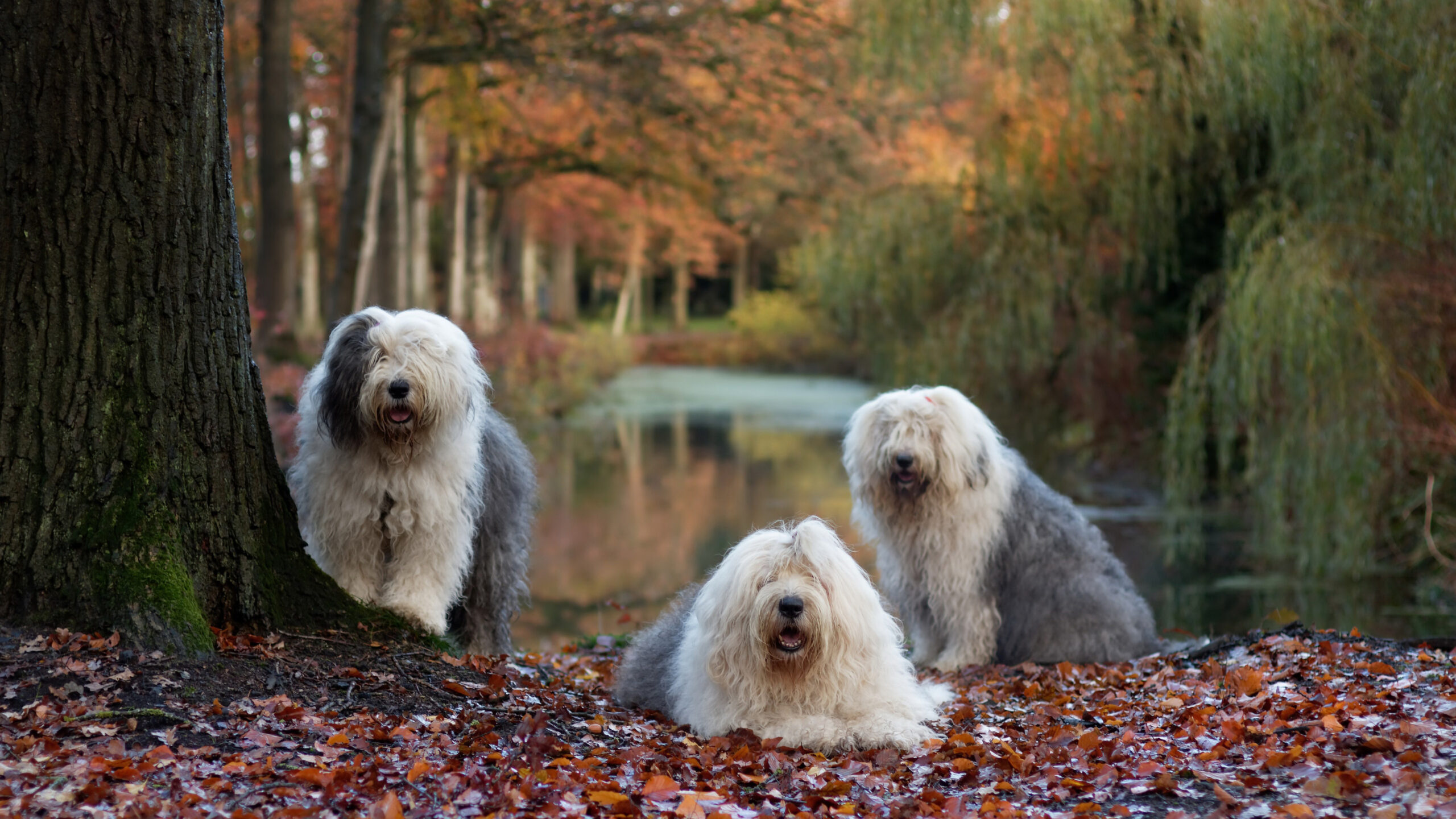 Three Old English Sheepdogs In Forest Wallpaper K K 2K Dog