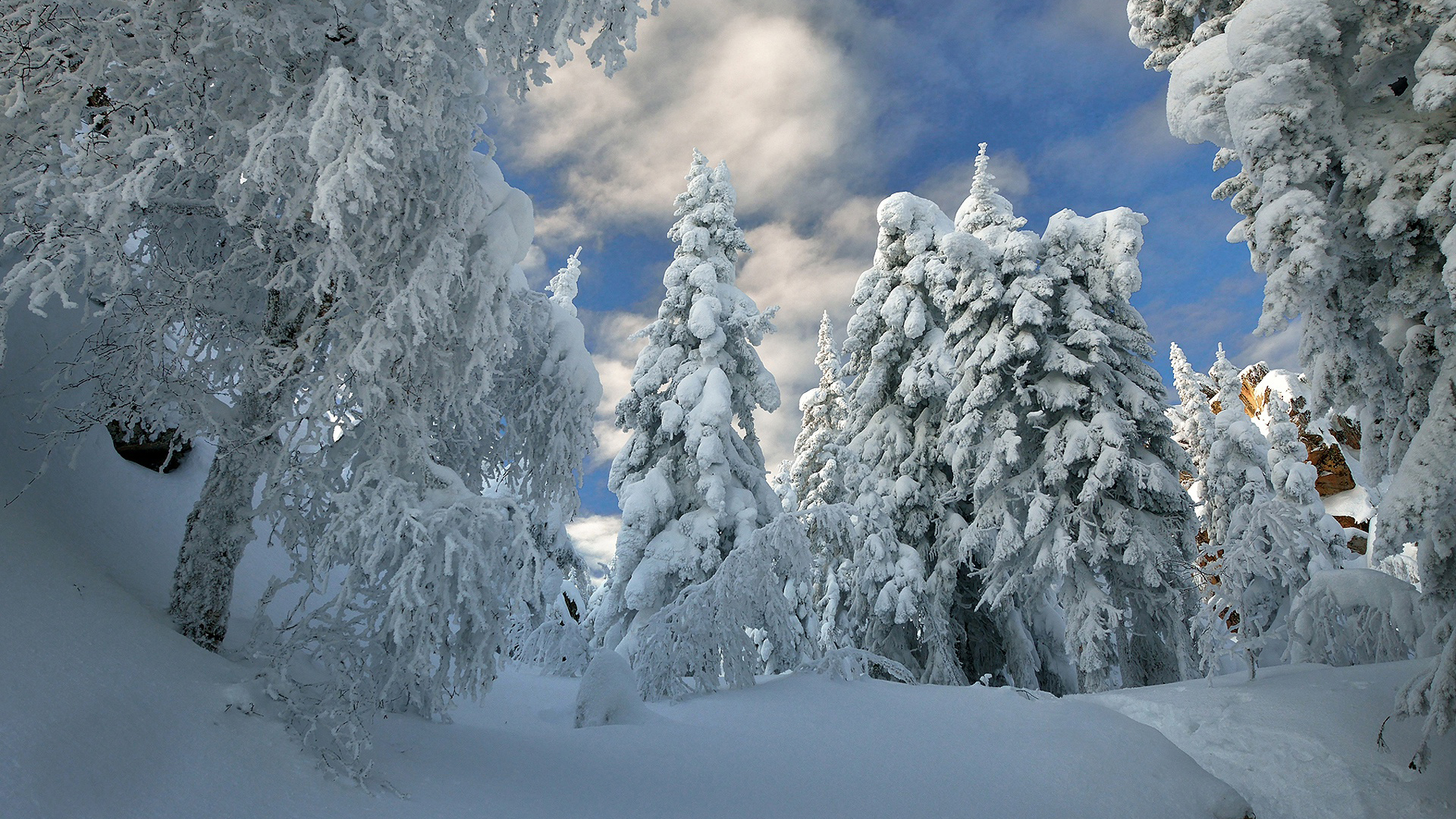 Snow Covered Forest With Snow Covered Trees During Winter 2K Nature