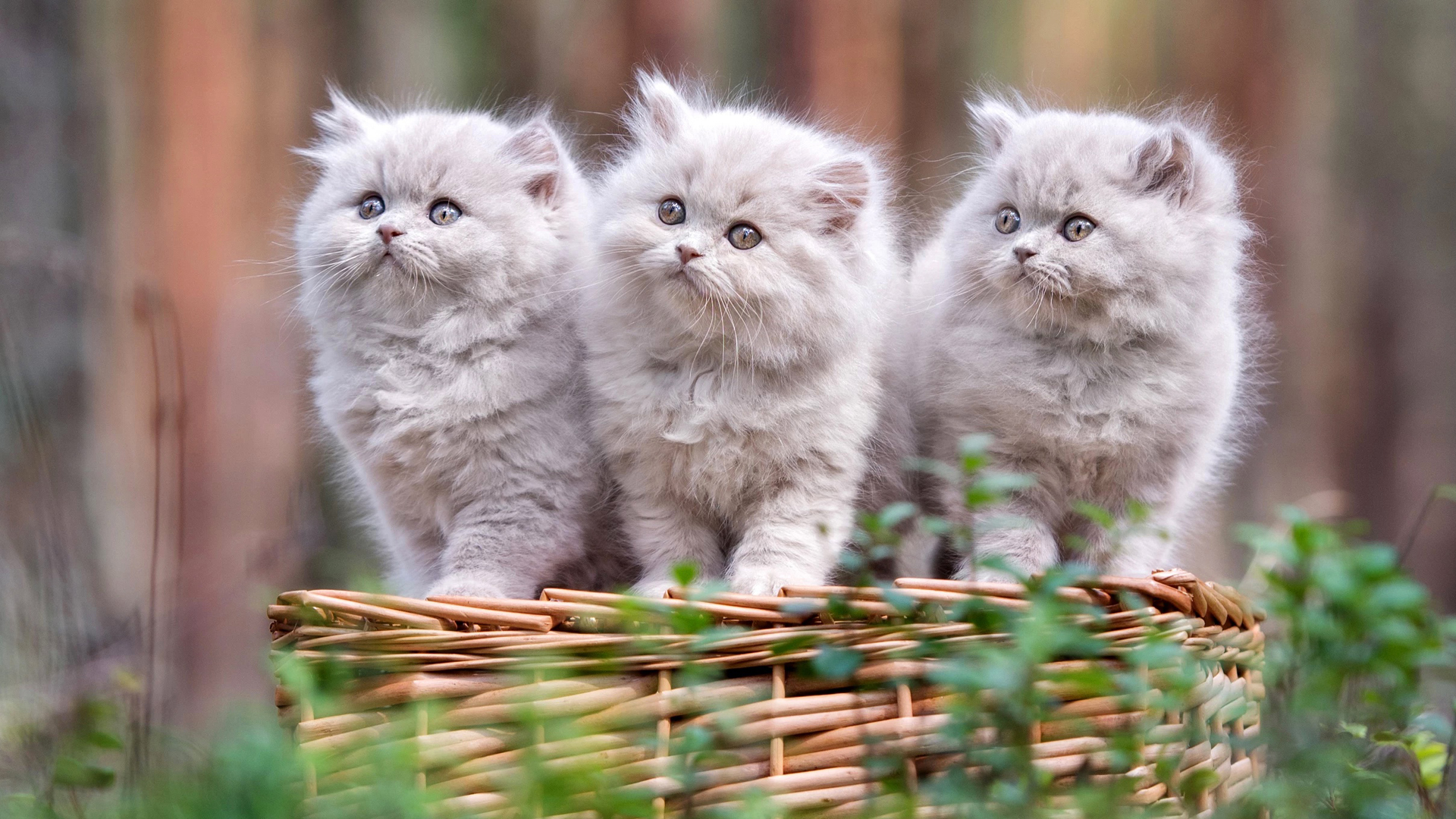 Three Light Grey Baby Animal Persian Cat Kittens Are Standing On Bamboo Basket In Blur Wallpaper 2K Kitten