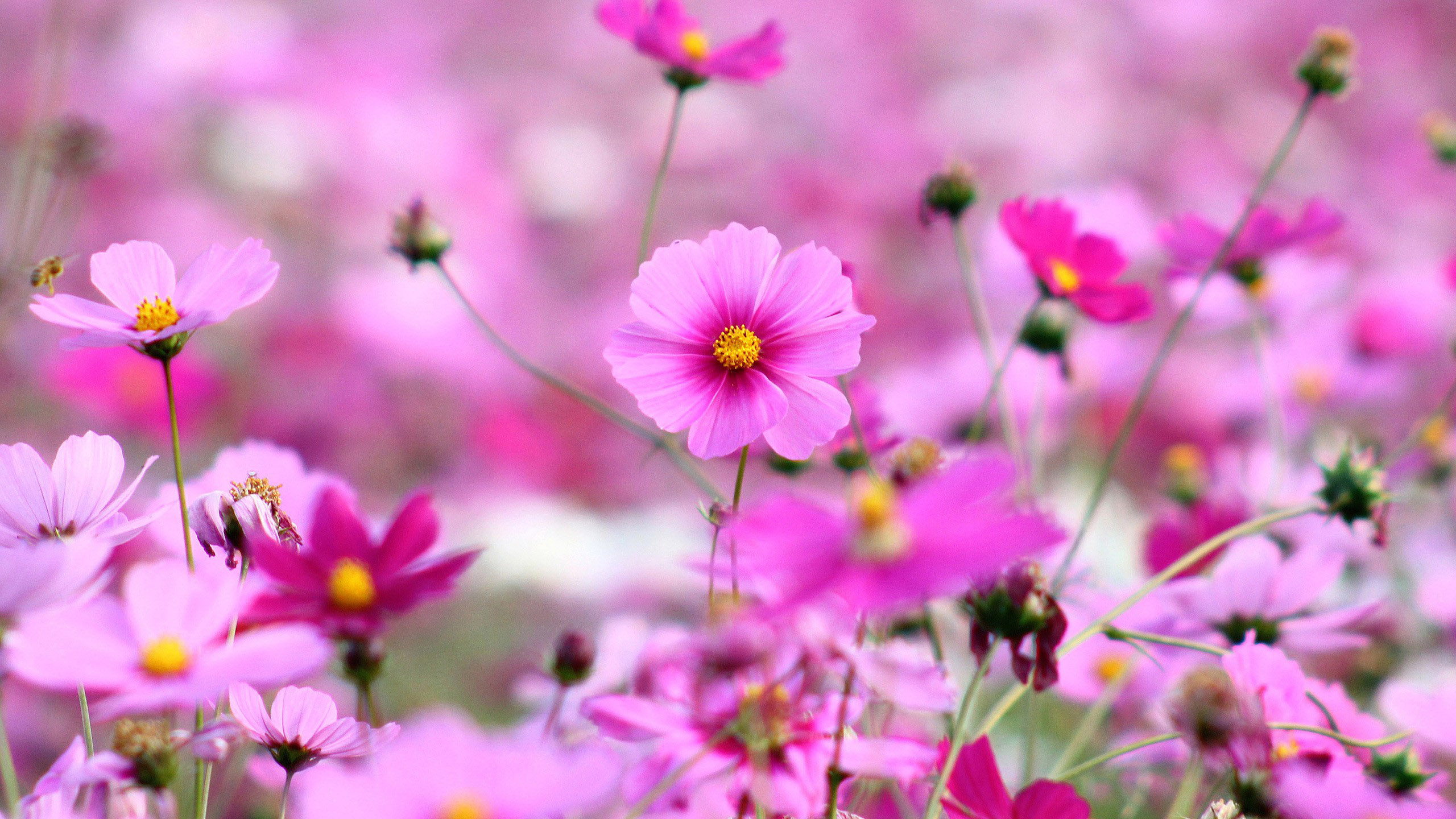 Light Dark Pink Flowers Field 2K Flowers