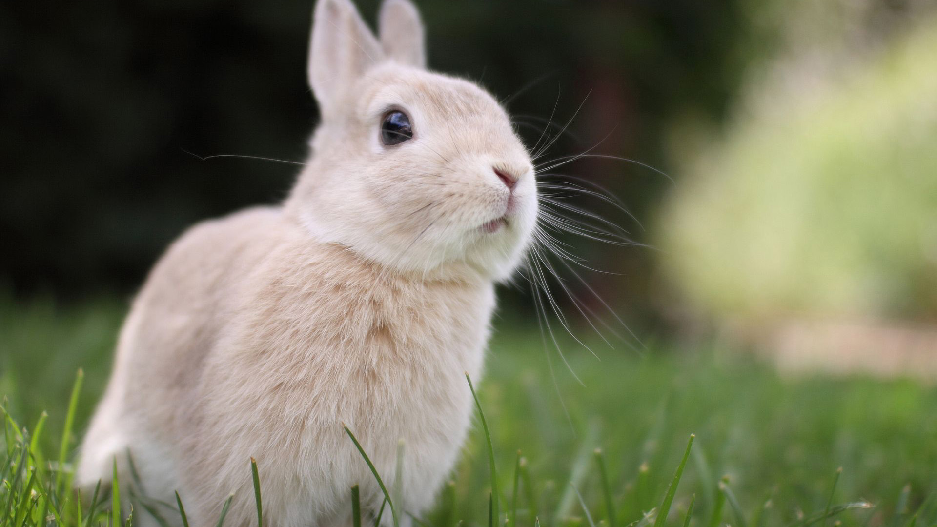 White Cute Rabbit In Greenfield 2K Animals