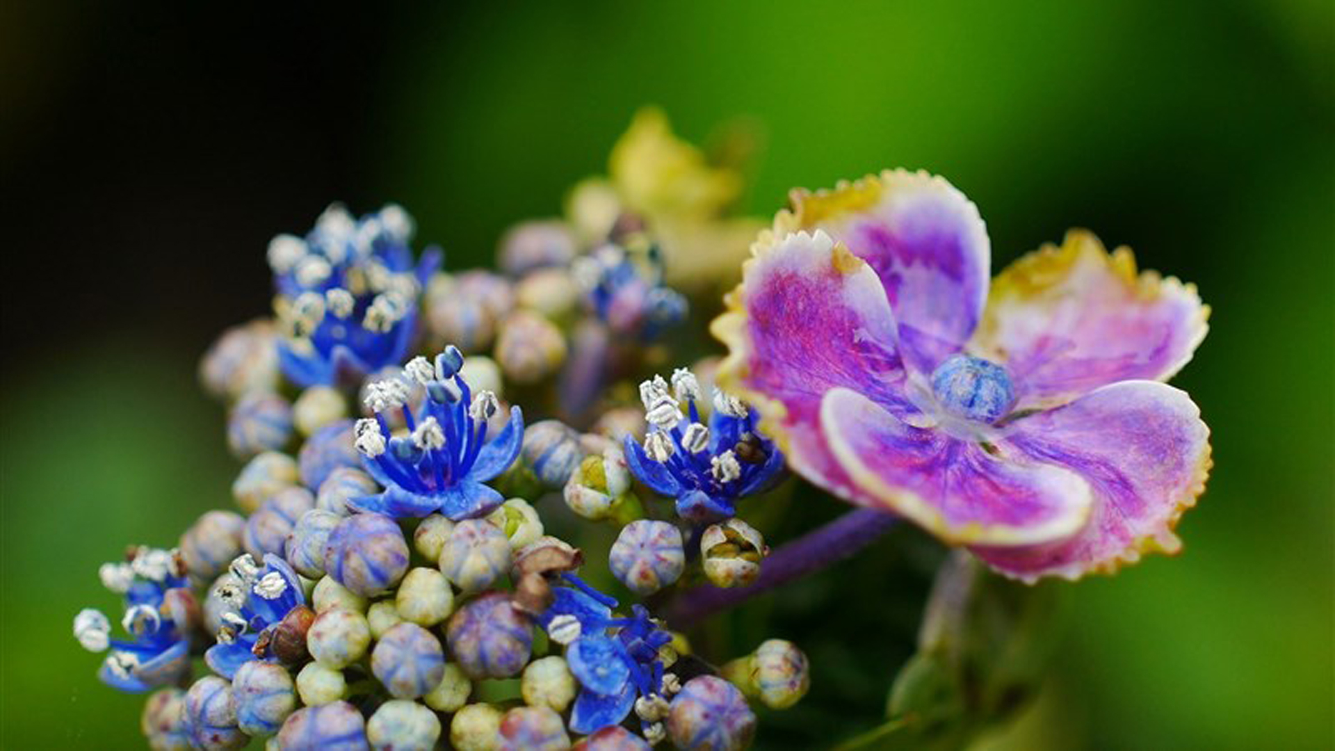 Blue Purple Flowers Plant Petals In Green Wallpaper 2K Flowers