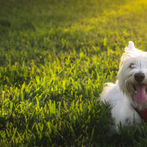 Westie Dog