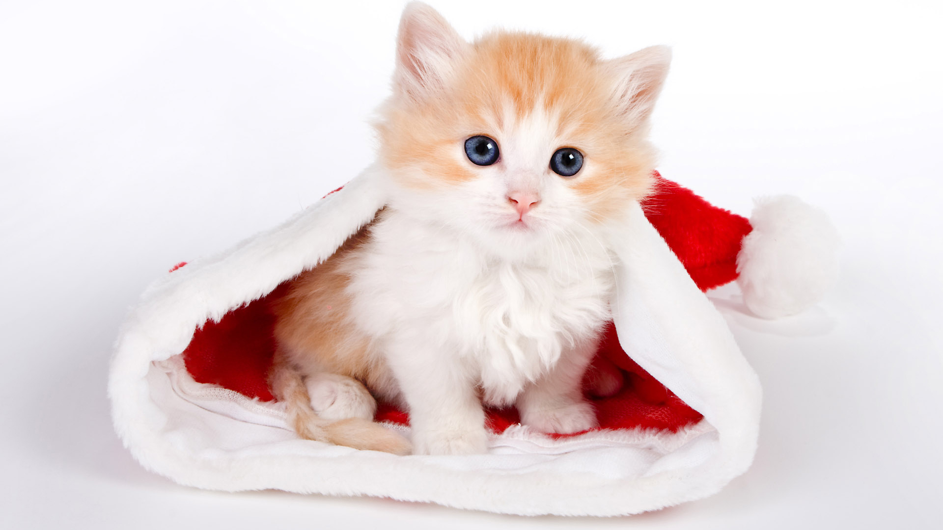 Blue Eyes Brown White Cat Kitten Inside Santa Claus Cap In White Wallpaper 2K Cute Cat