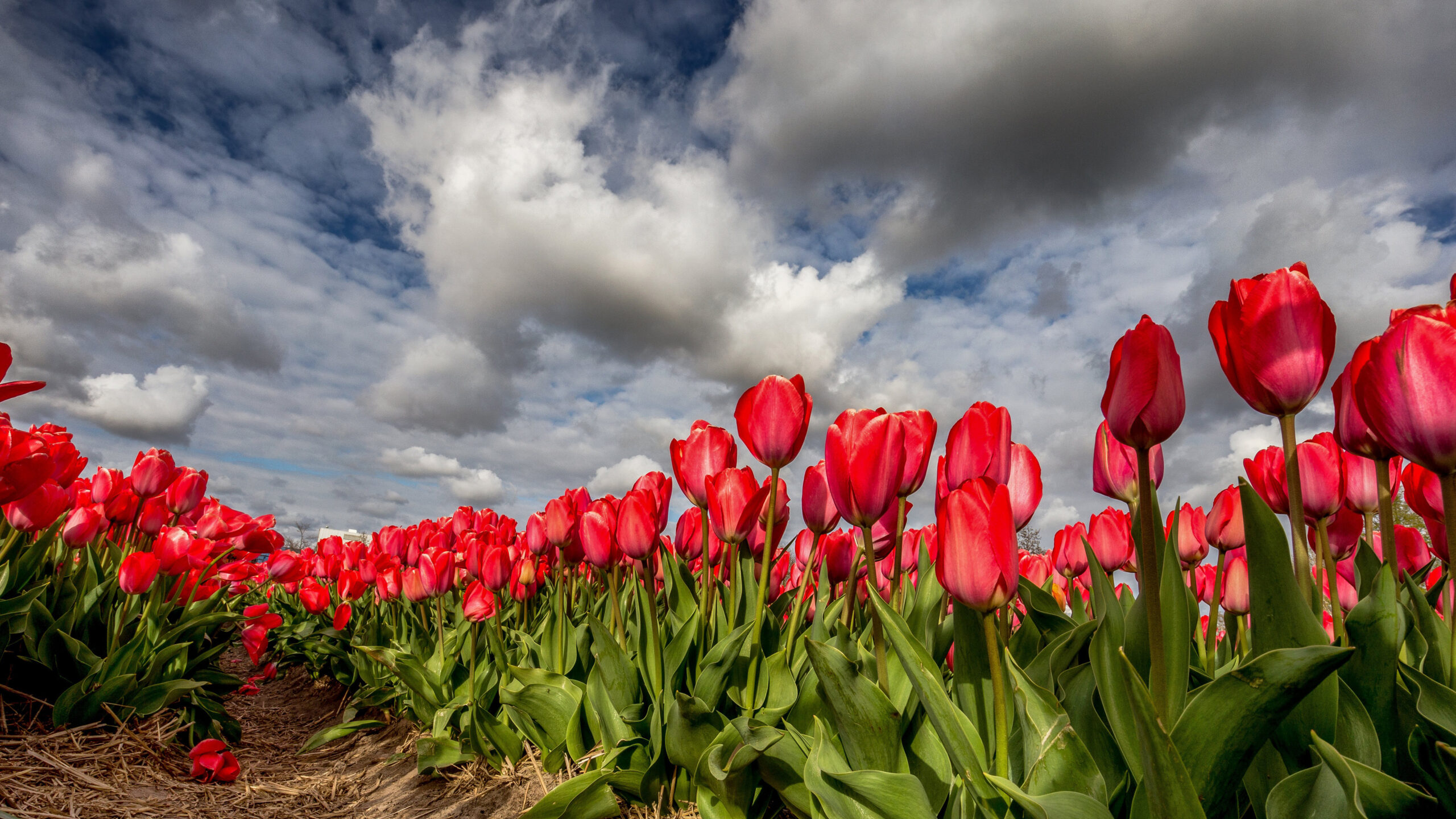 Red Tulip Flowers Field Under White Blue Cloudy Sky K 2K Flowers