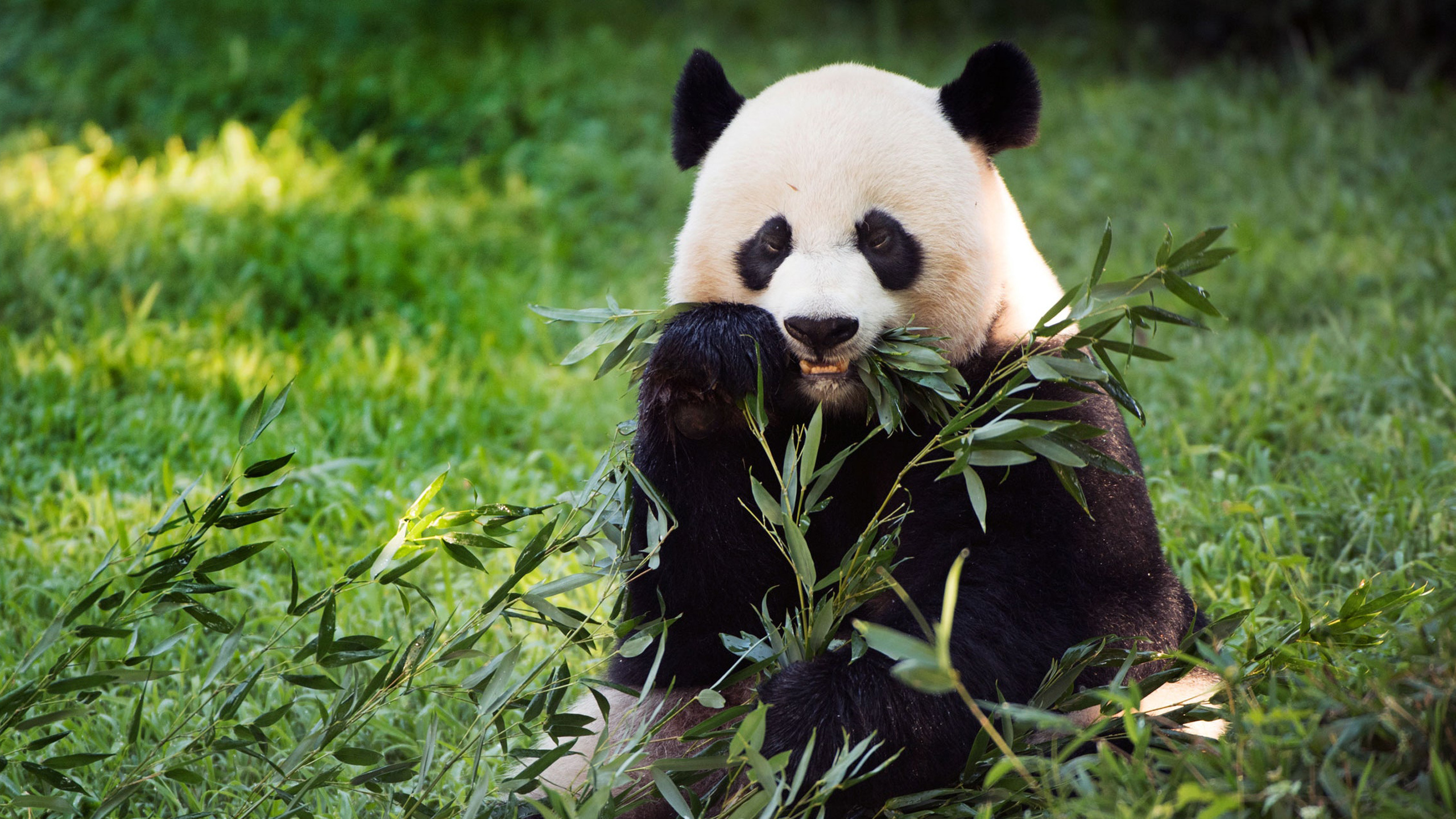 Panda Is Eating Leaves 2K Panda