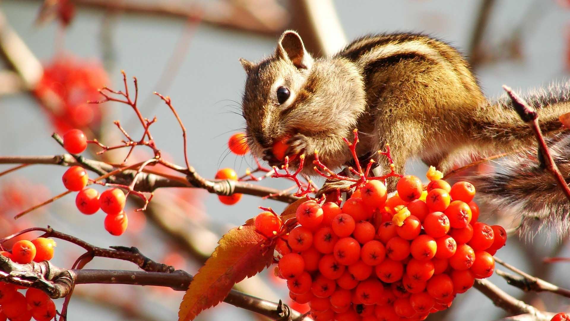 Squirrel With Red Plums Fruits 2K Squirrel