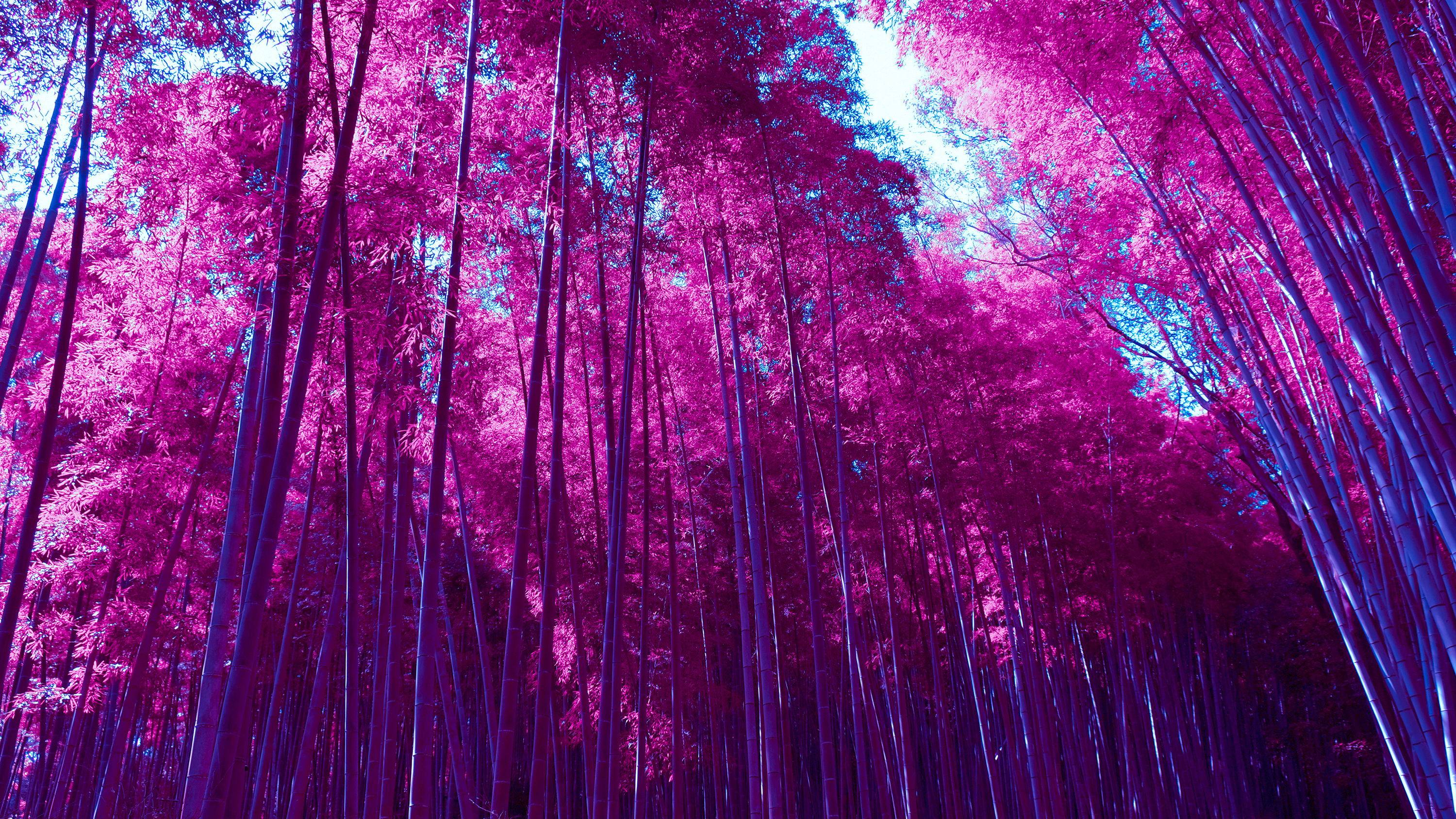 Infrared Arashiyama Bamboo Grove Forest