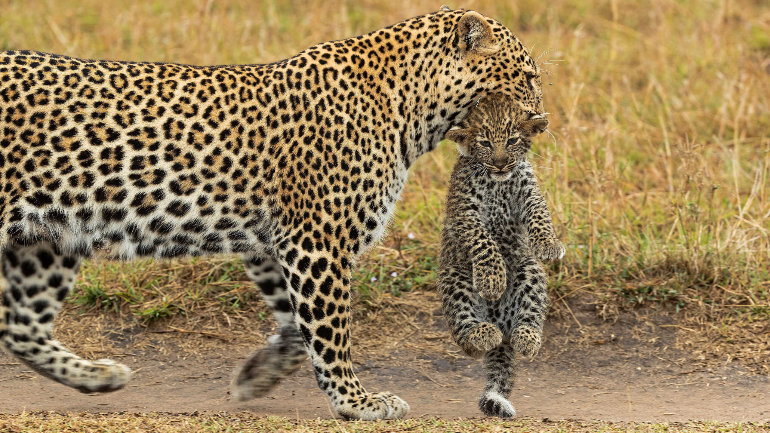 Leopard With Cub Are Walking On Path K K 2K Leopard