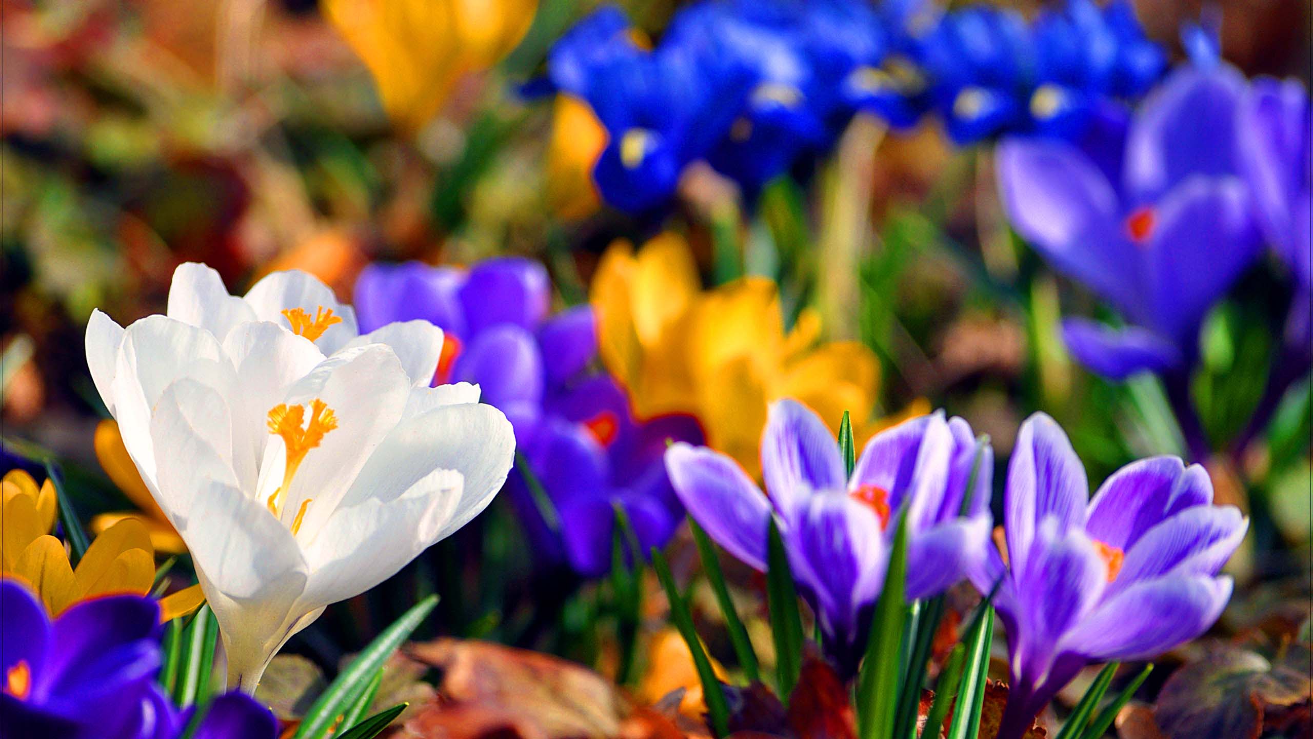 White Purple Blue Flowers 2K Spring