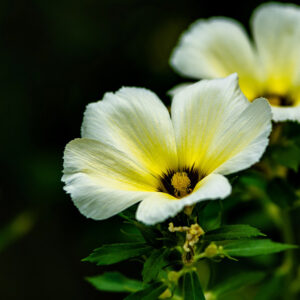 Yellow White Flowers With Leaves 2K Flowers