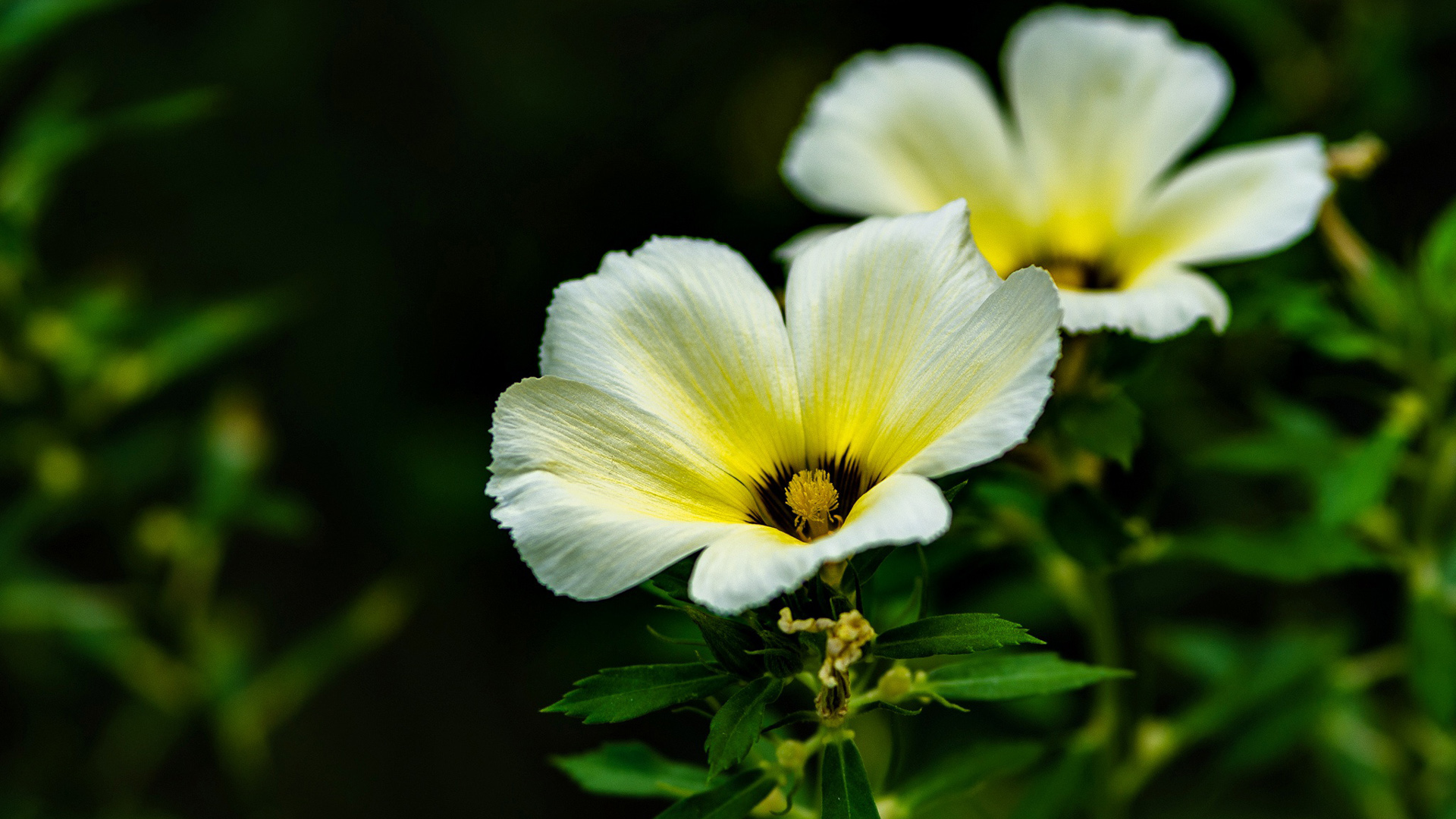 Yellow White Flowers With Leaves 2K Flowers